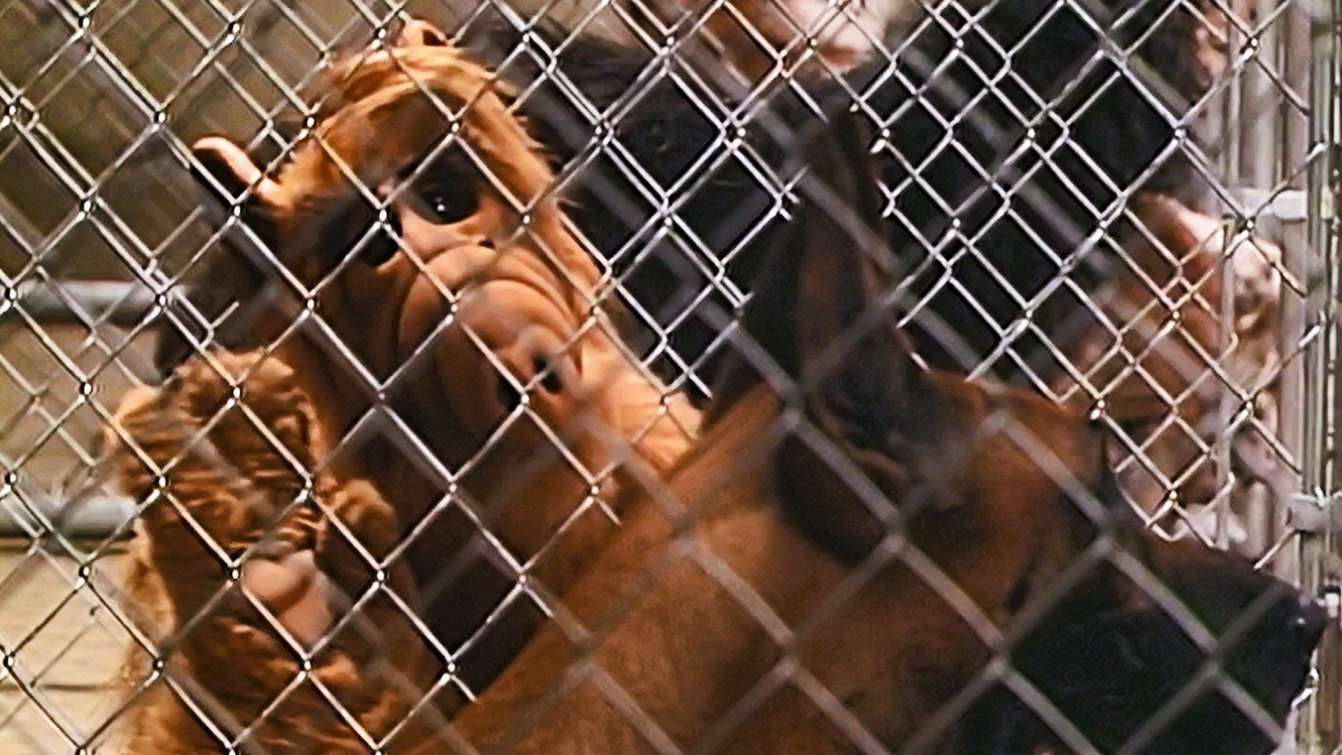 ALF background