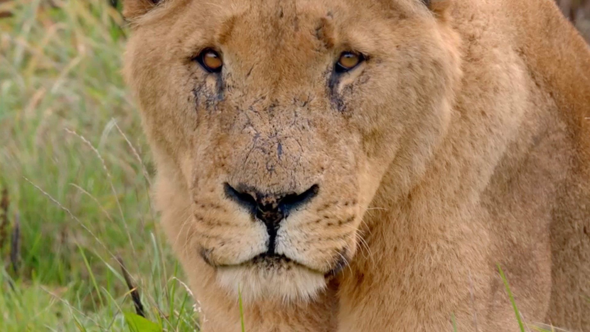 Secret Life of the Safari Park background