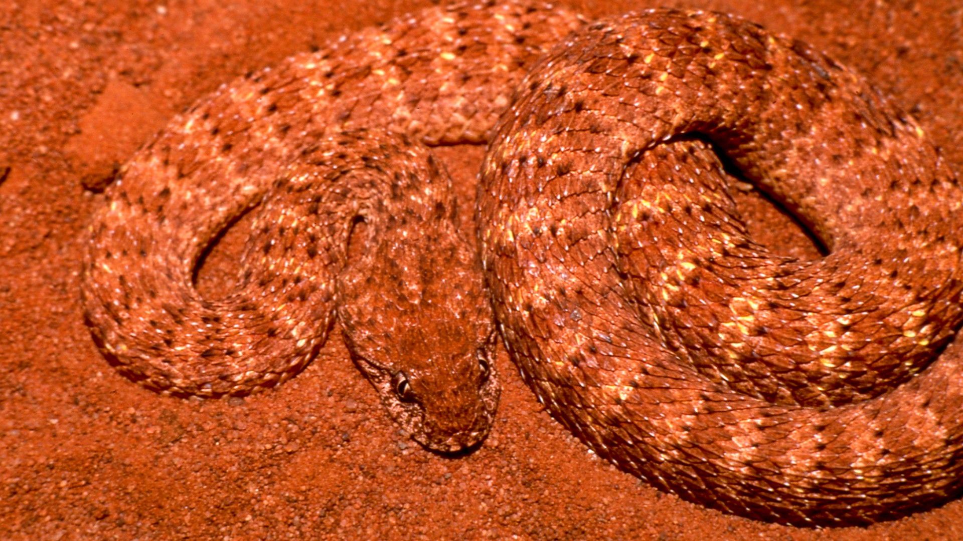 Animal Arms Race background