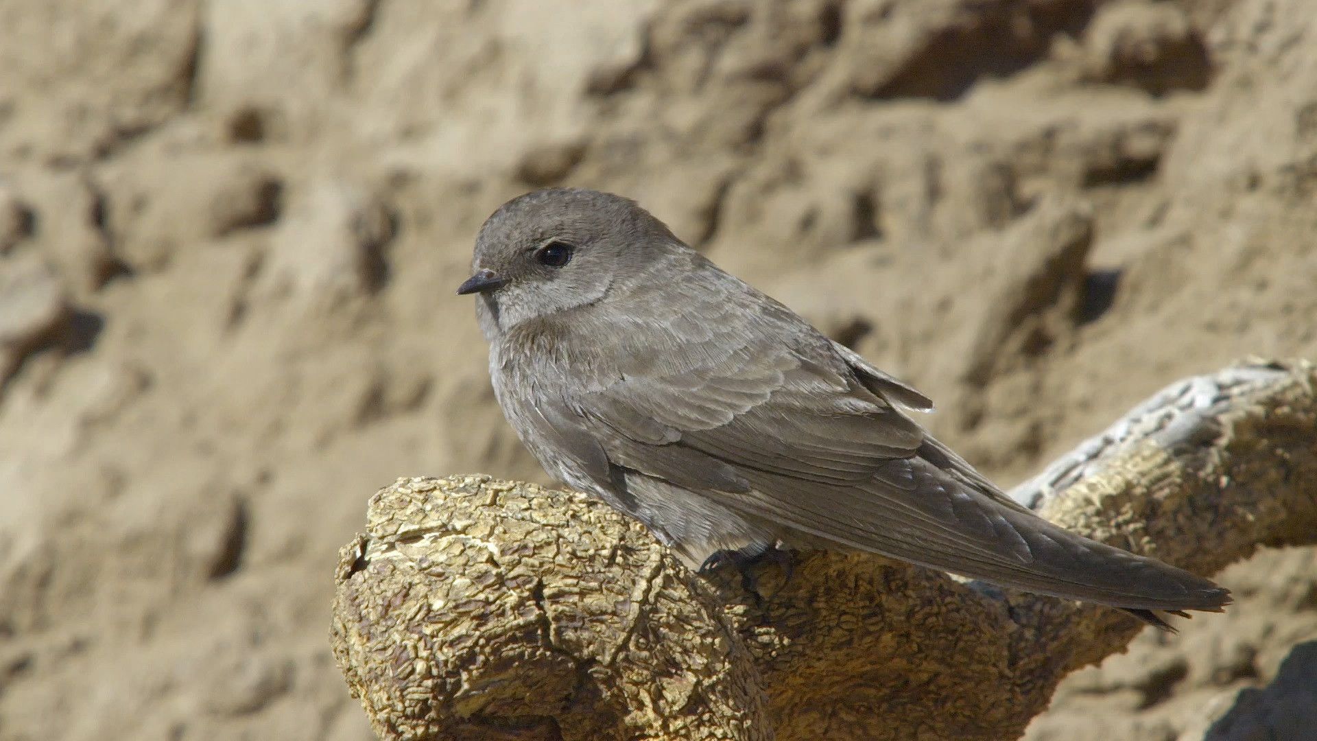 Extreme Africa background