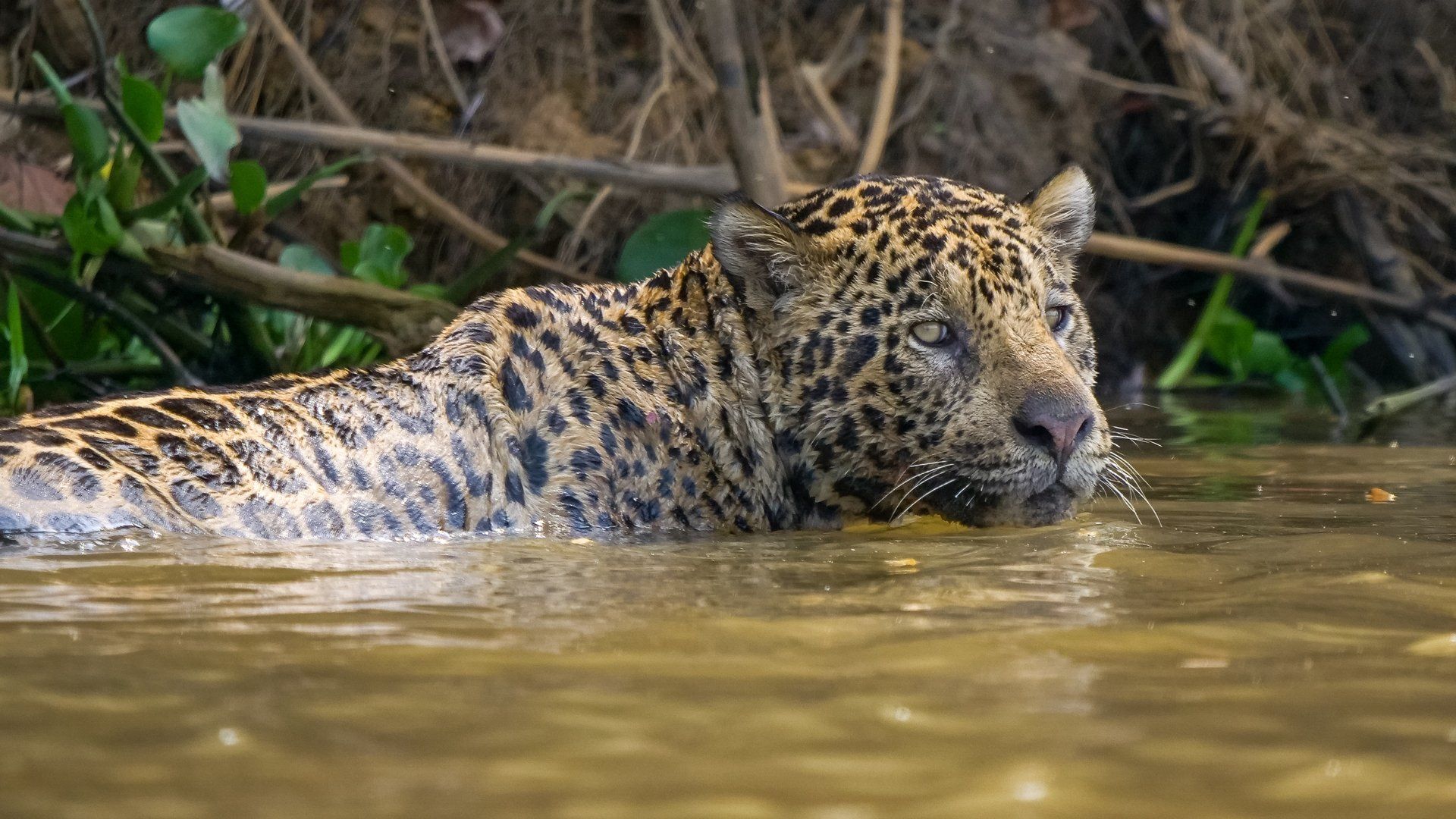 South America's Weirdest Animals background