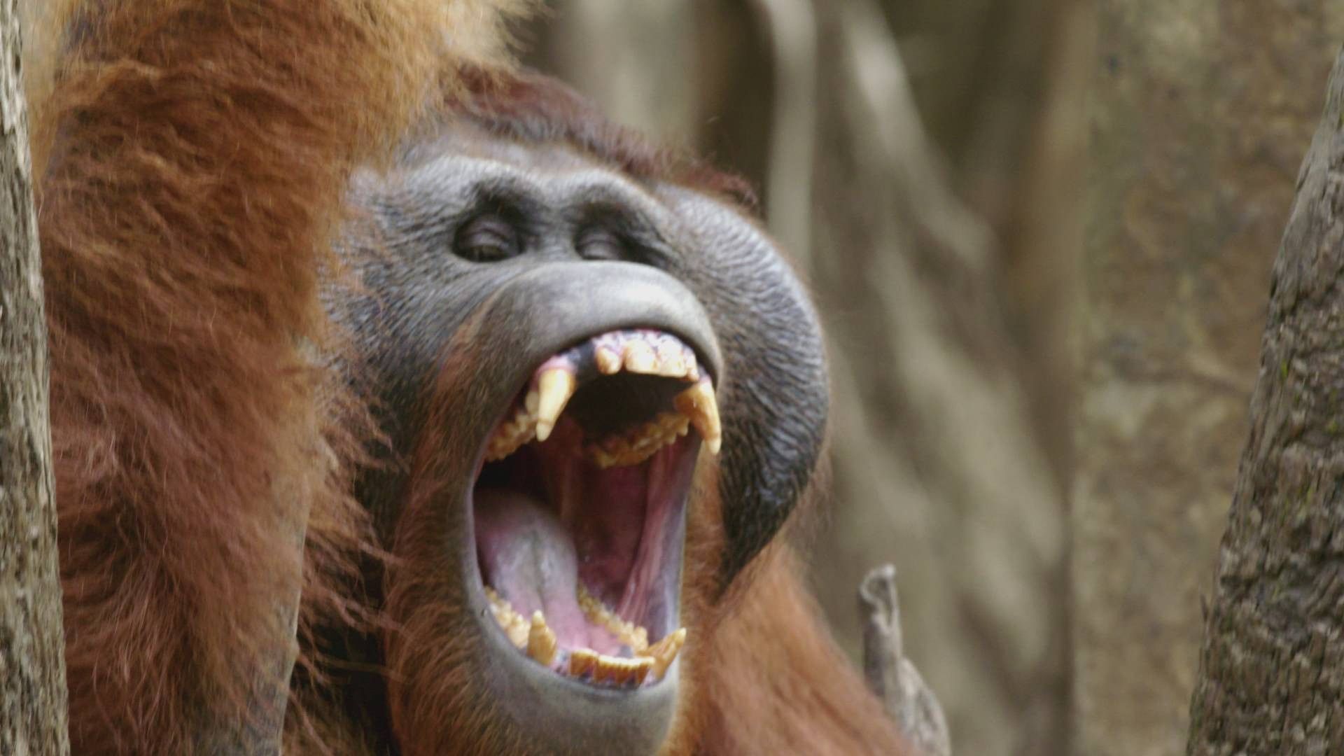 Orangutan Jungle School background