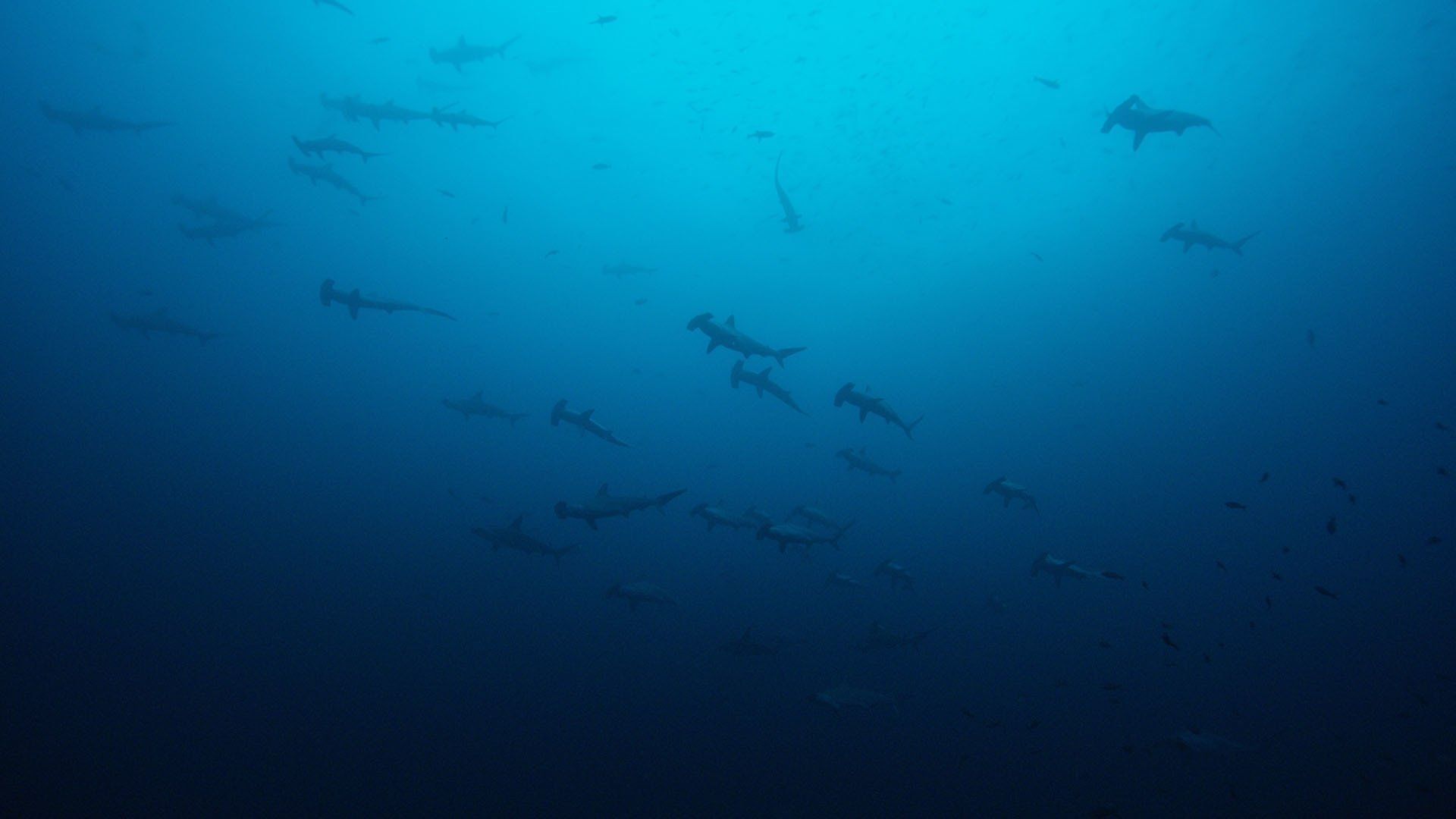 Big Pacific background