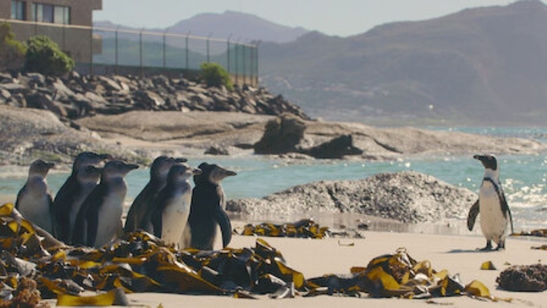 Penguin Town background