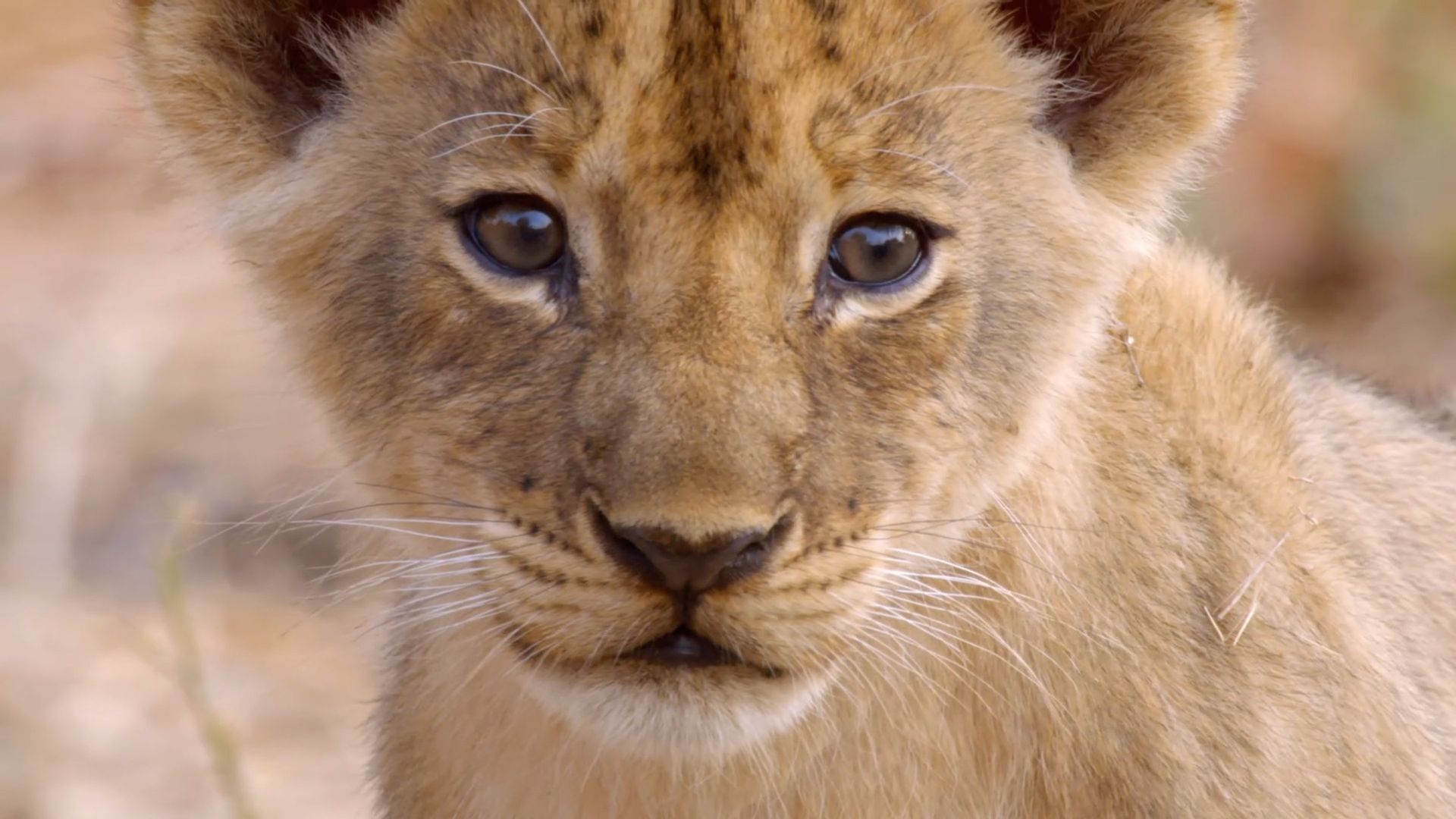 Africa's Hunters background