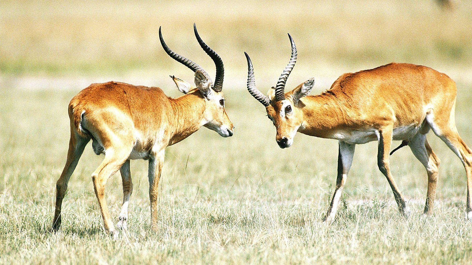 The Great Rift: Africa's Greatest Story background