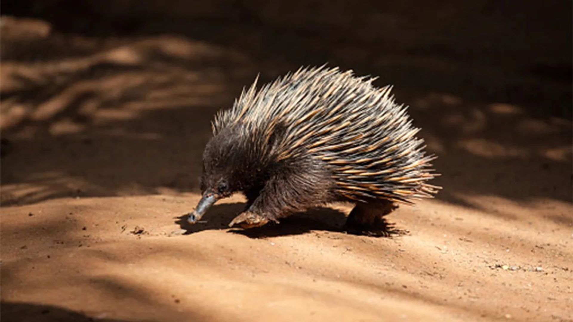 Wild Australians background