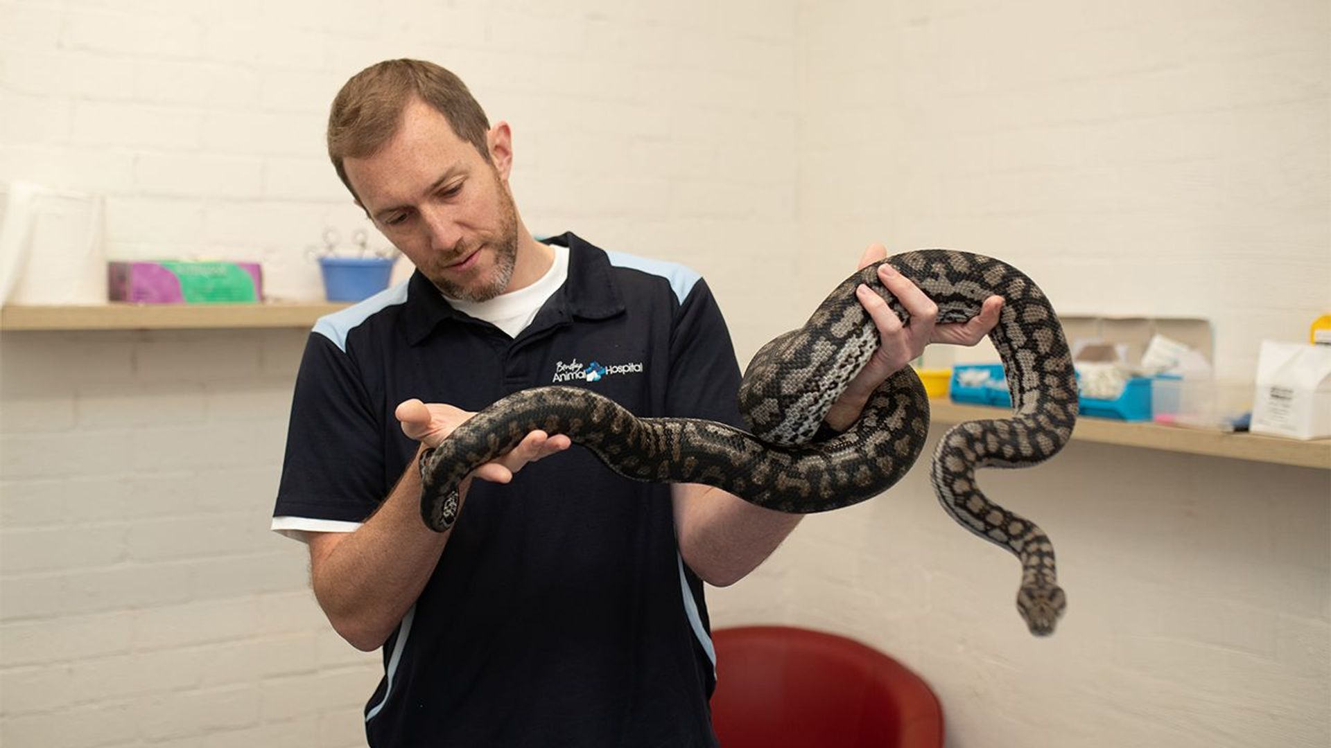 Scottish Vets Down Under background
