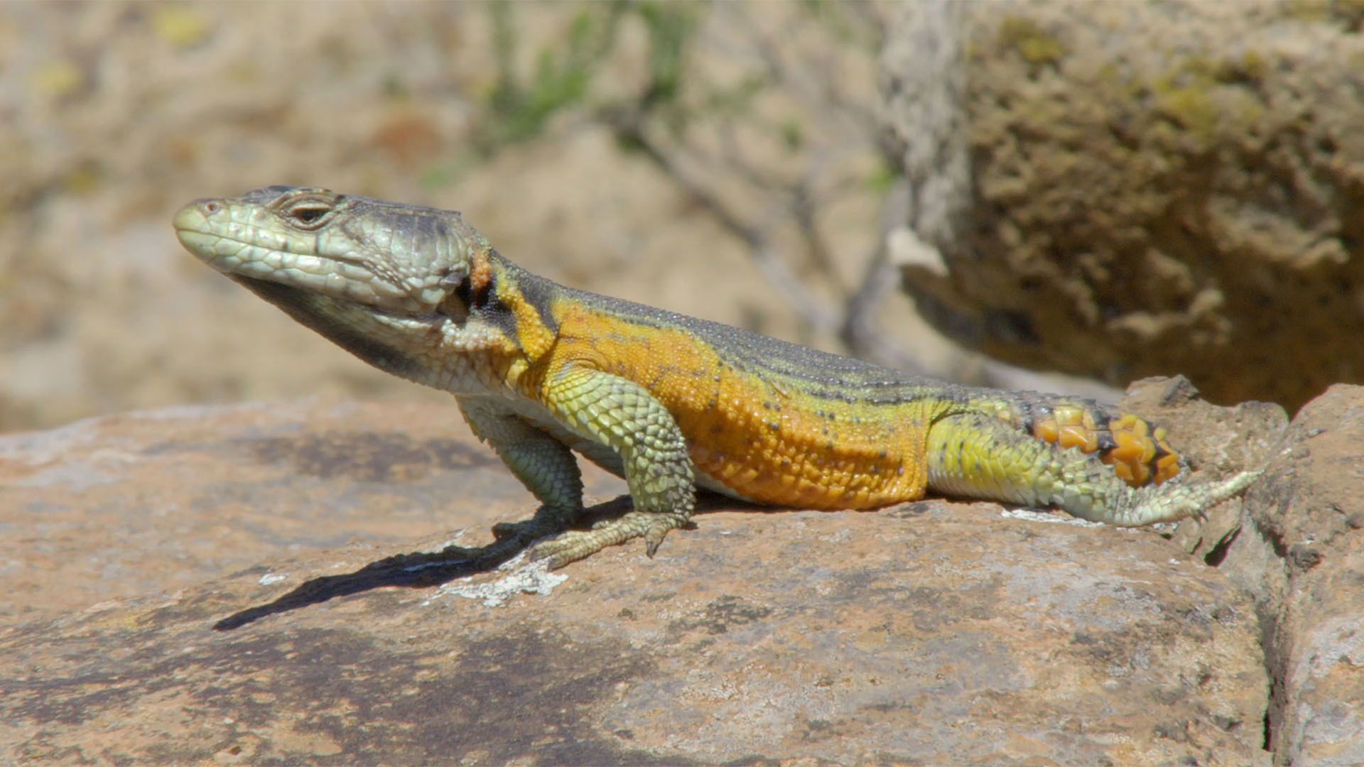 Extreme Africa background