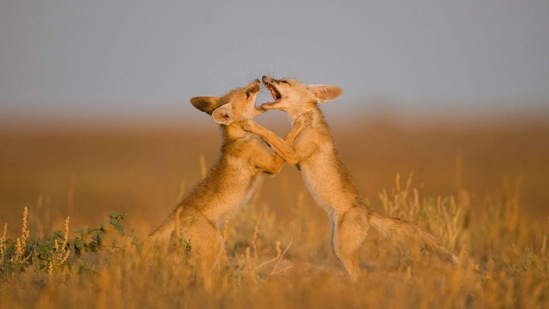 Destination Wild: India background