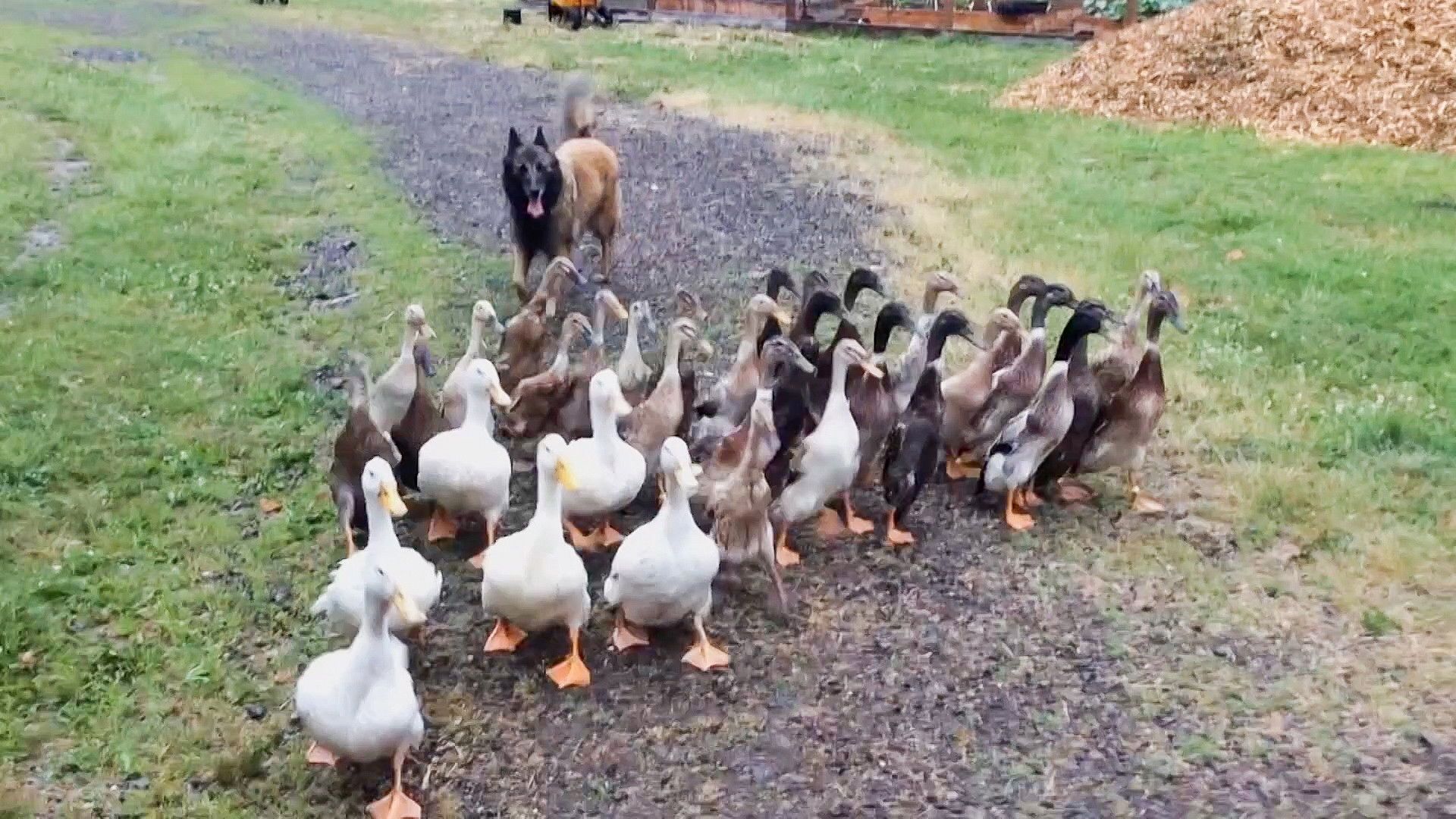 The World's Funniest Animals background