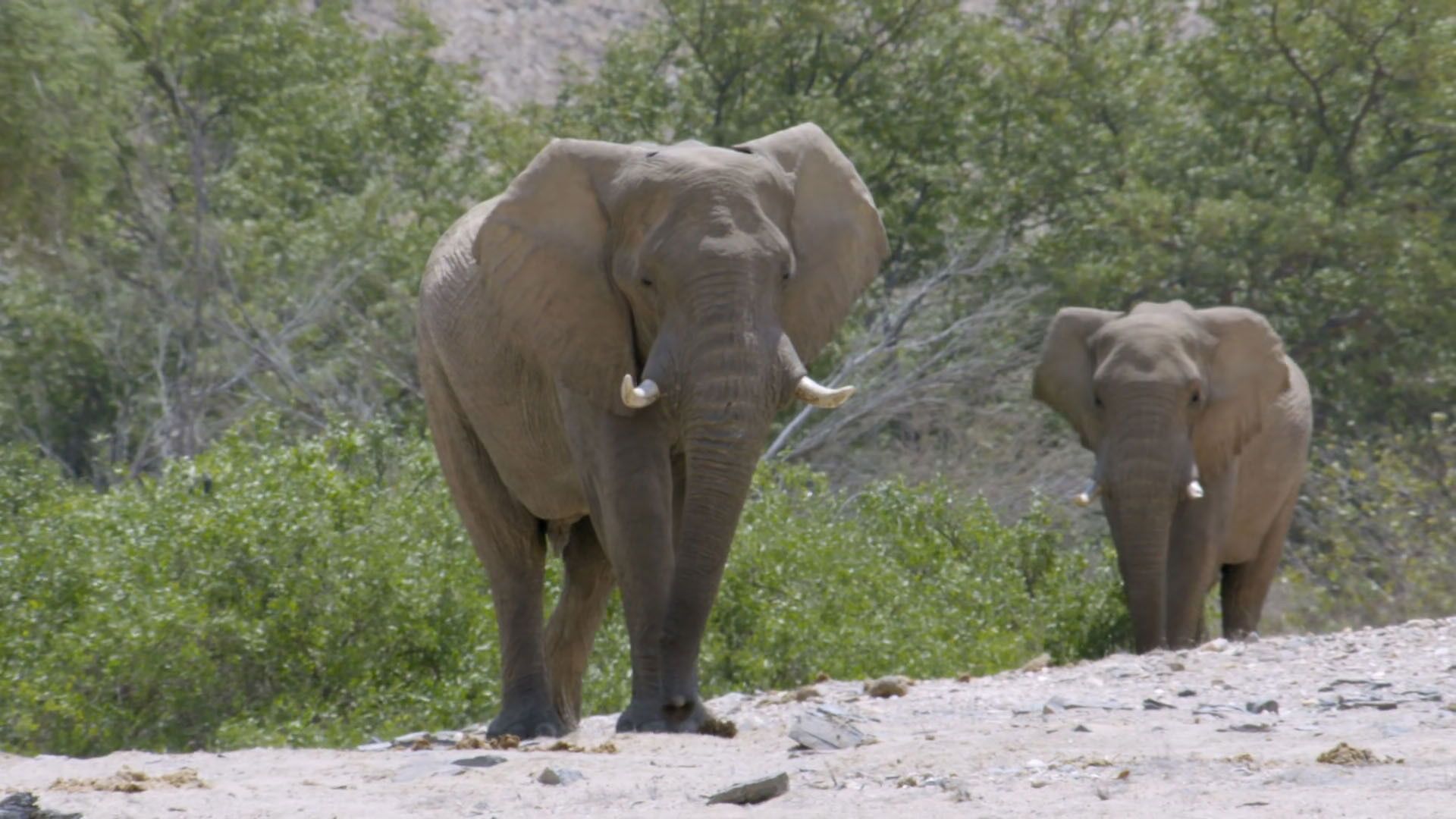 Extreme Africa background