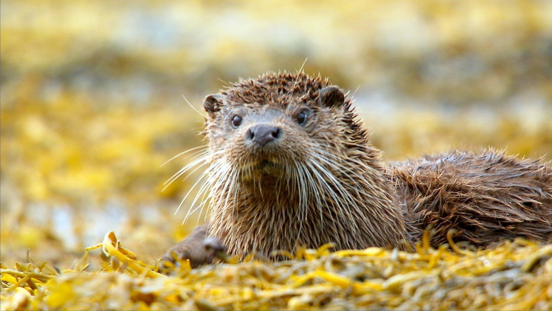 Highlands: Scotland's Wild Heart background