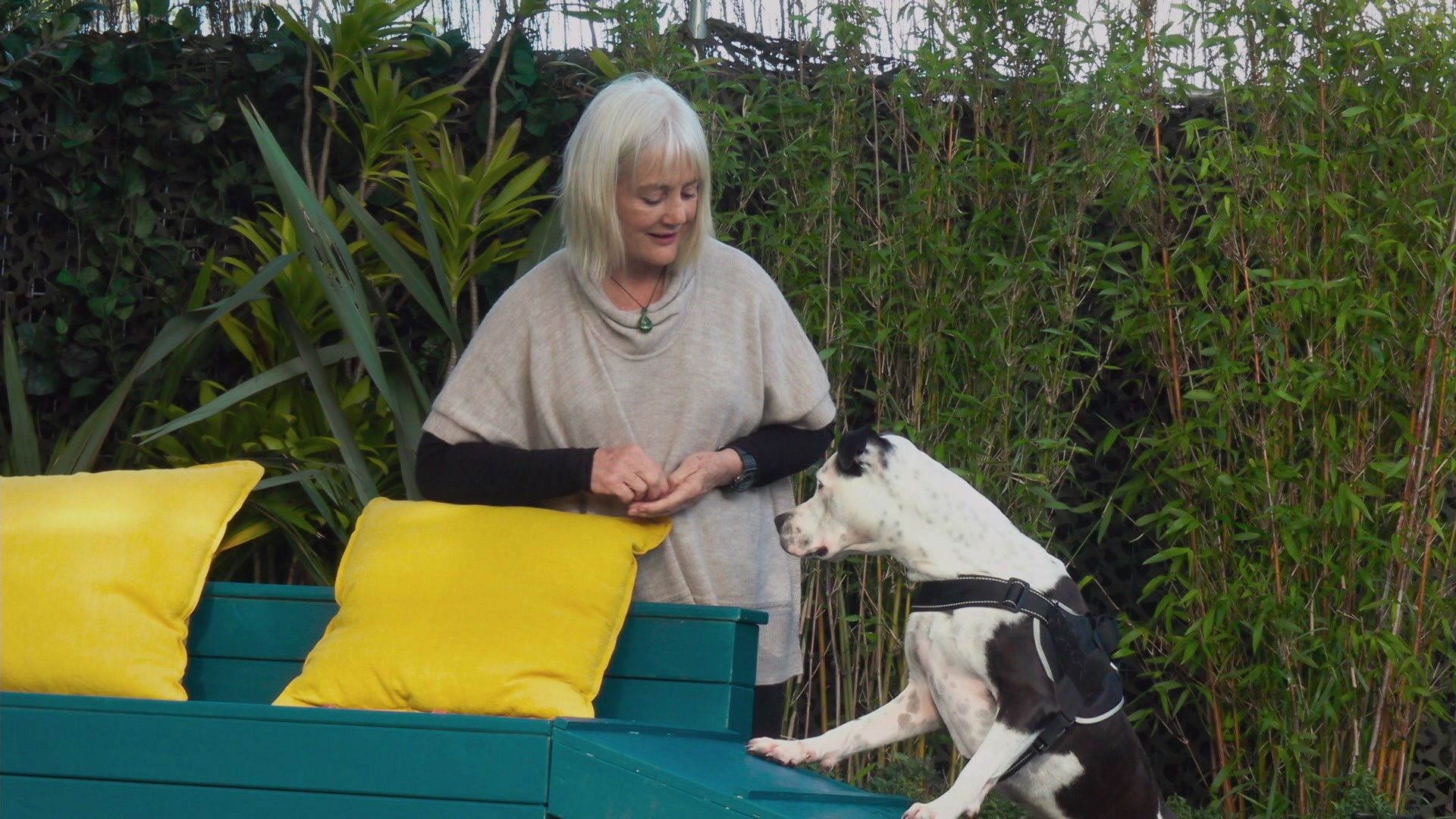 The Dog House New Zealand background