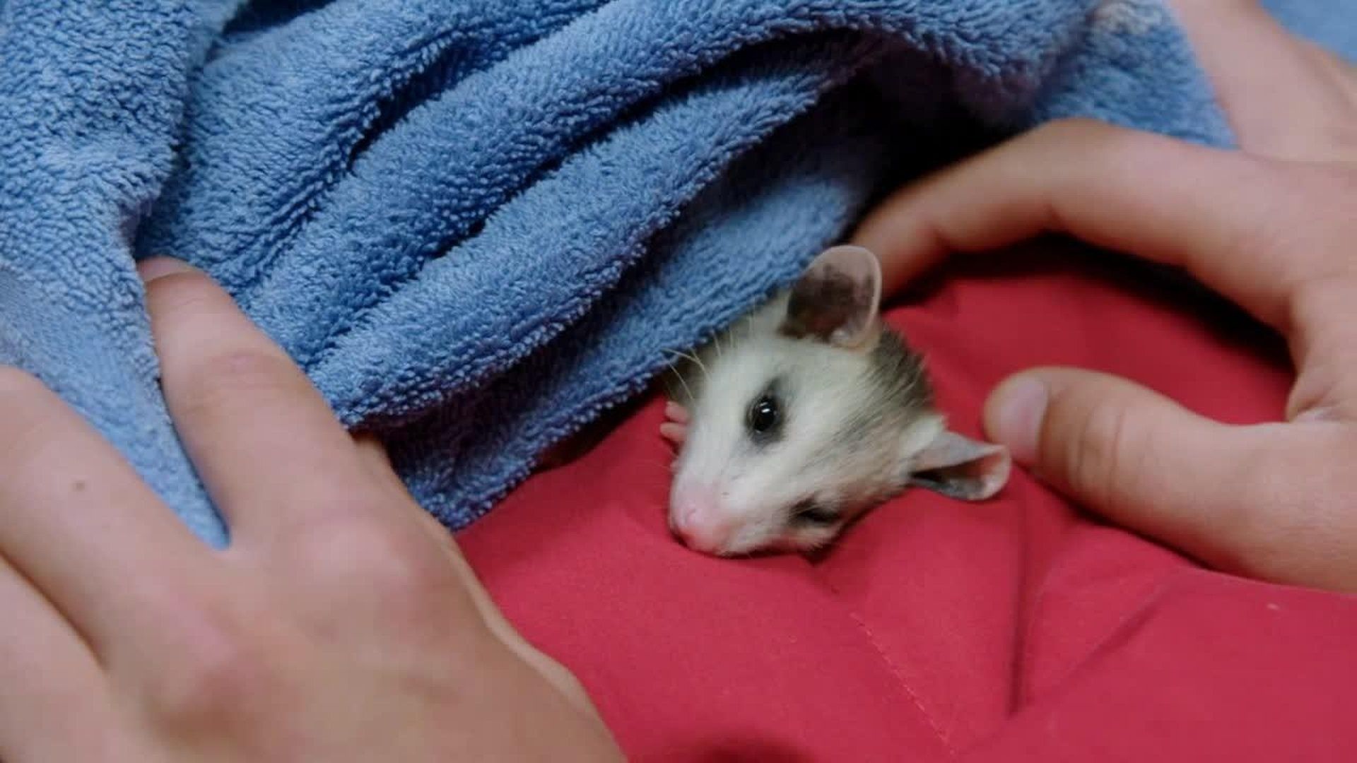 Heartland Docs, DVM background