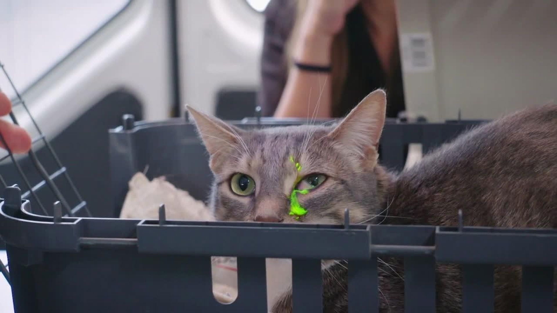 Bondi Vet: Coast to Coast background