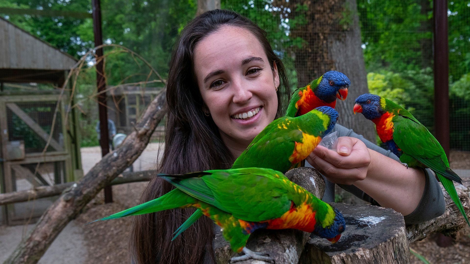 Animal Park background
