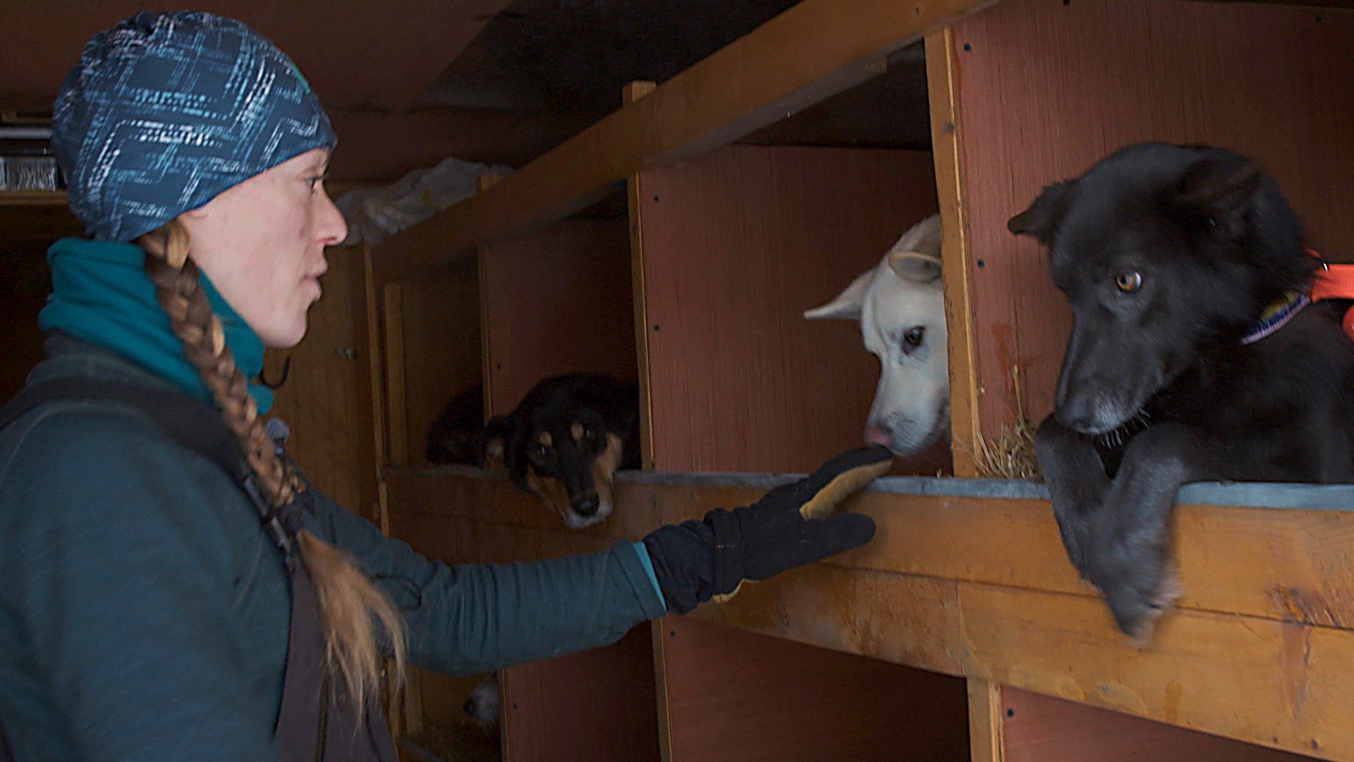 Man, Woman, Dog background