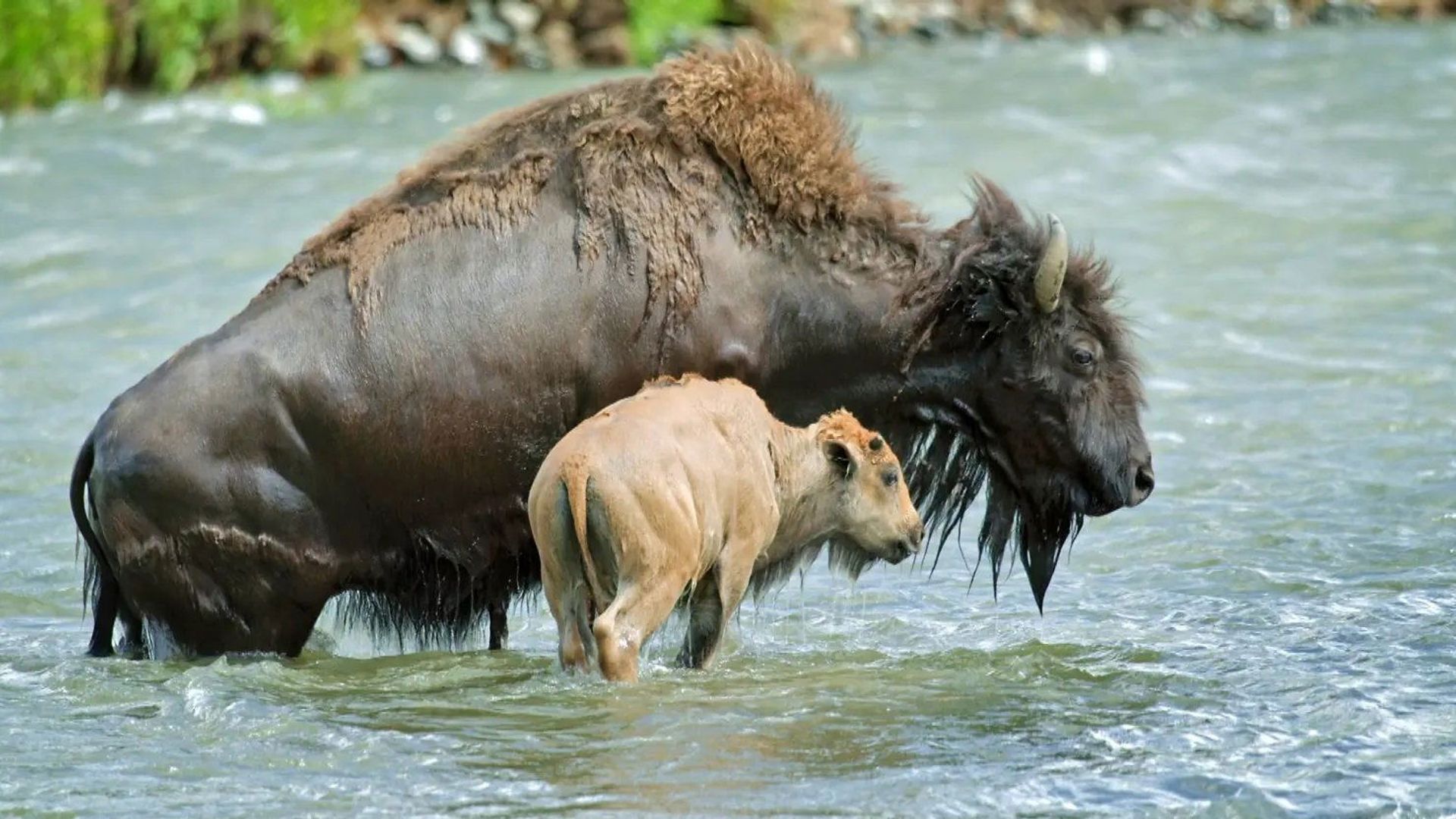 Epic Yellowstone background