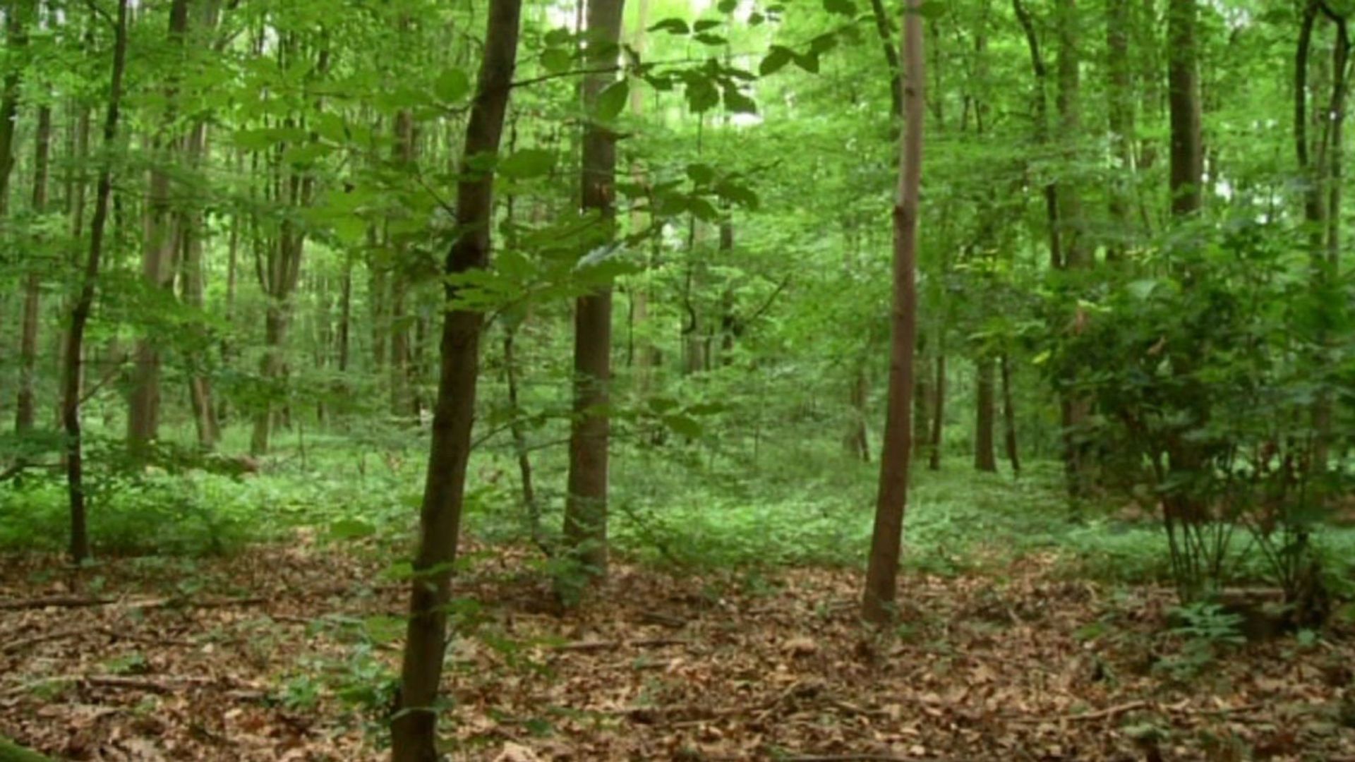 Die Sendung mit dem Elefanten background