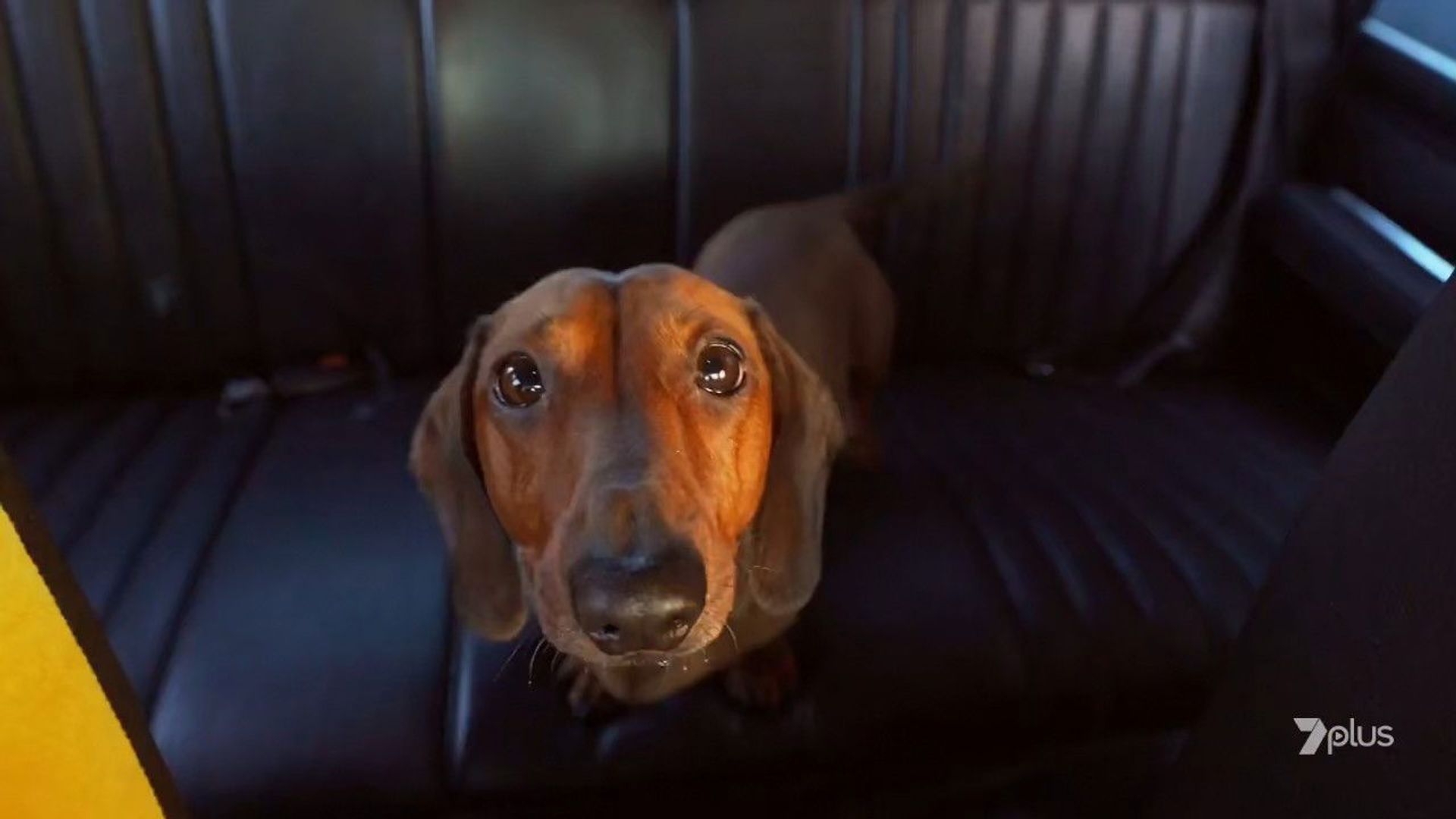 Fat Pizza: Back in Business background