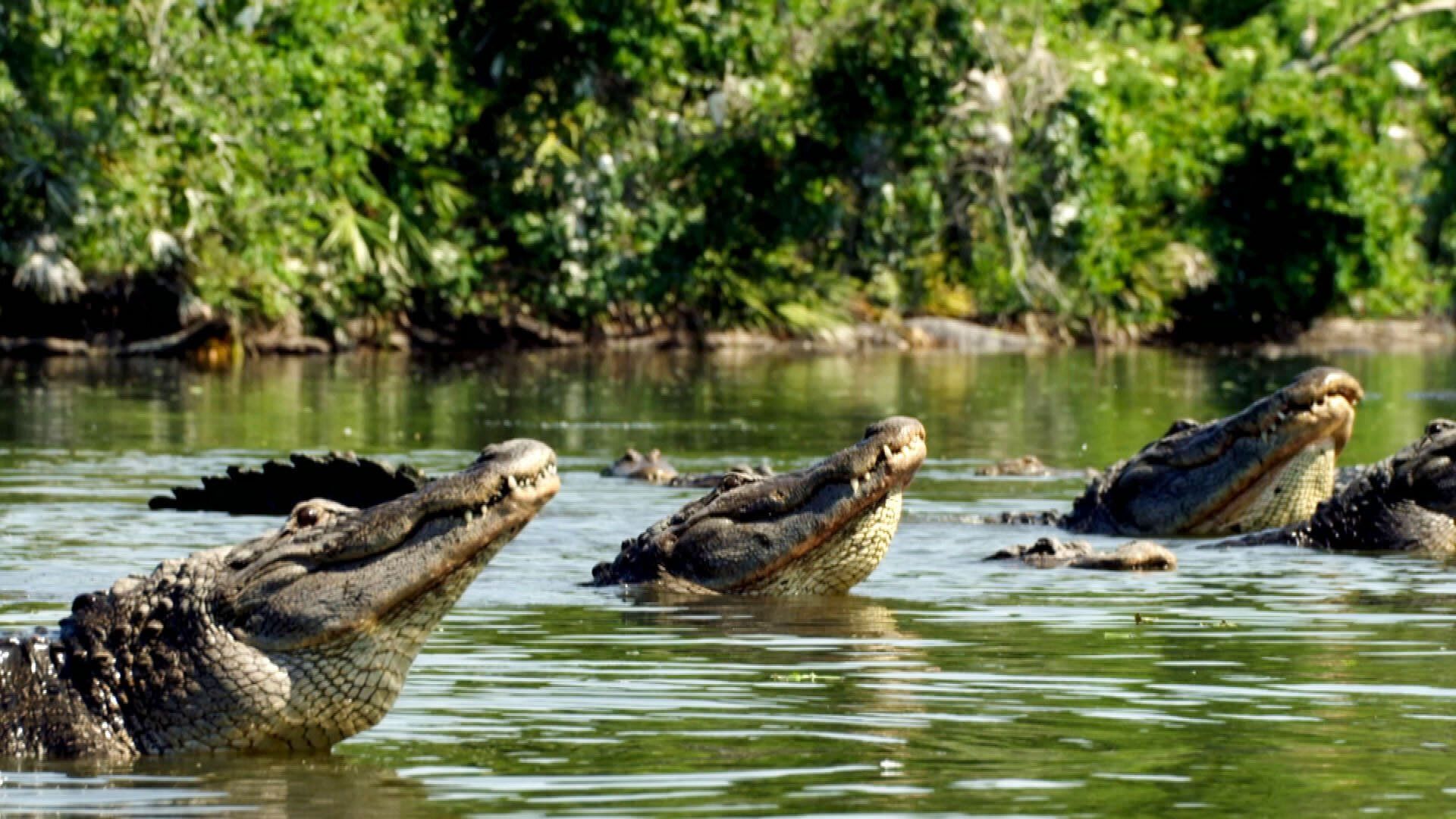 Our Wild Adventures background