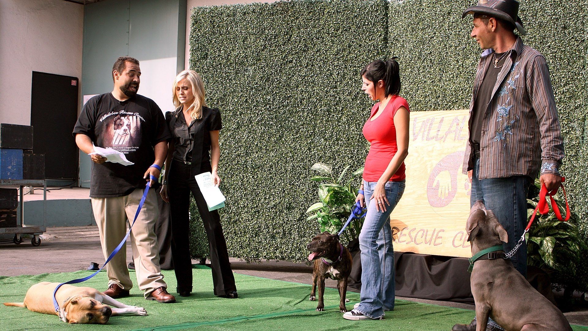 Pit Bulls and Parolees background