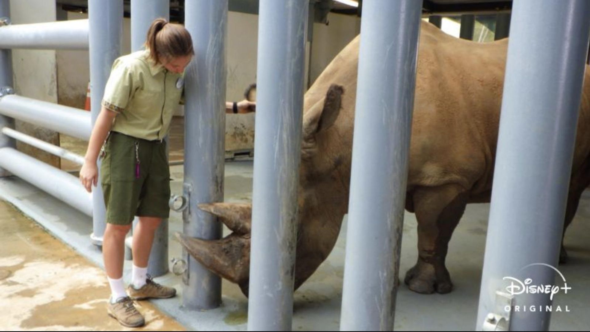 Magic of Disney's Animal Kingdom background