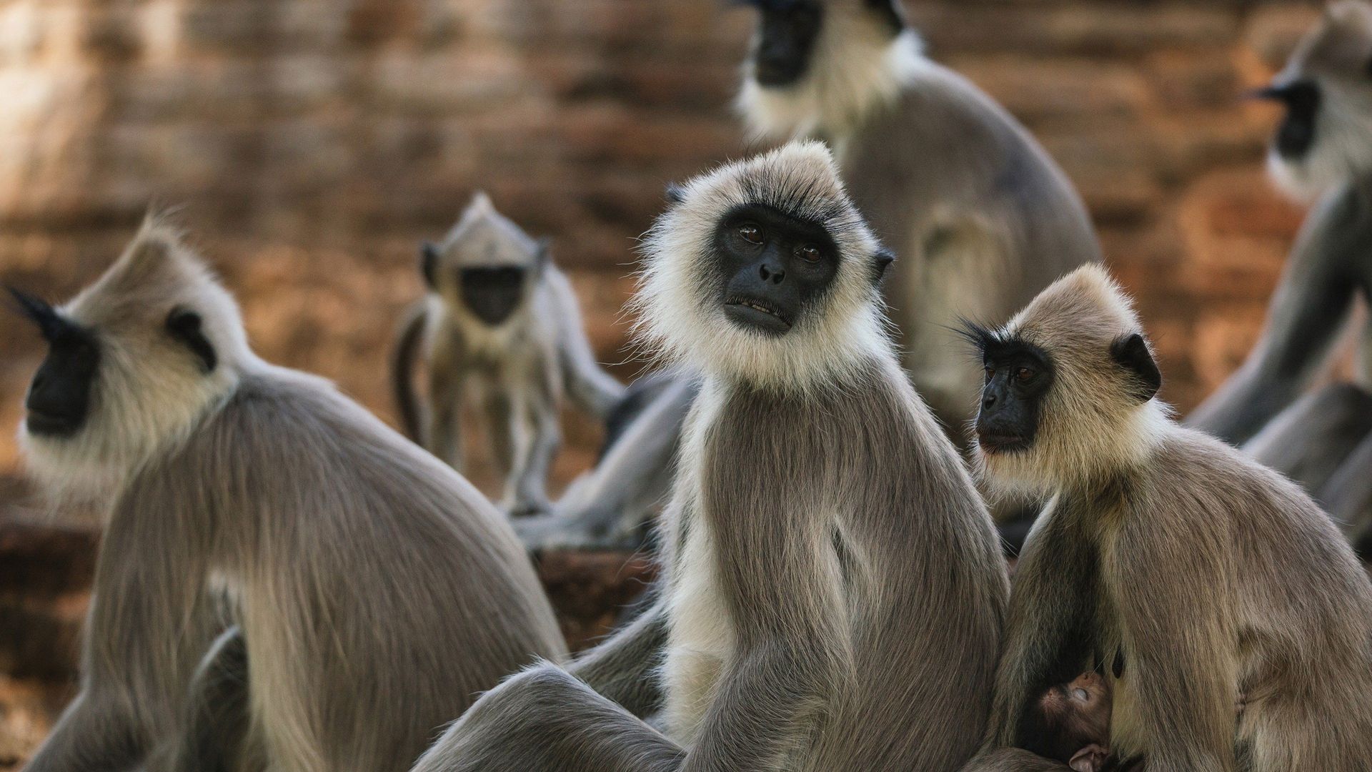 Monkey Island background