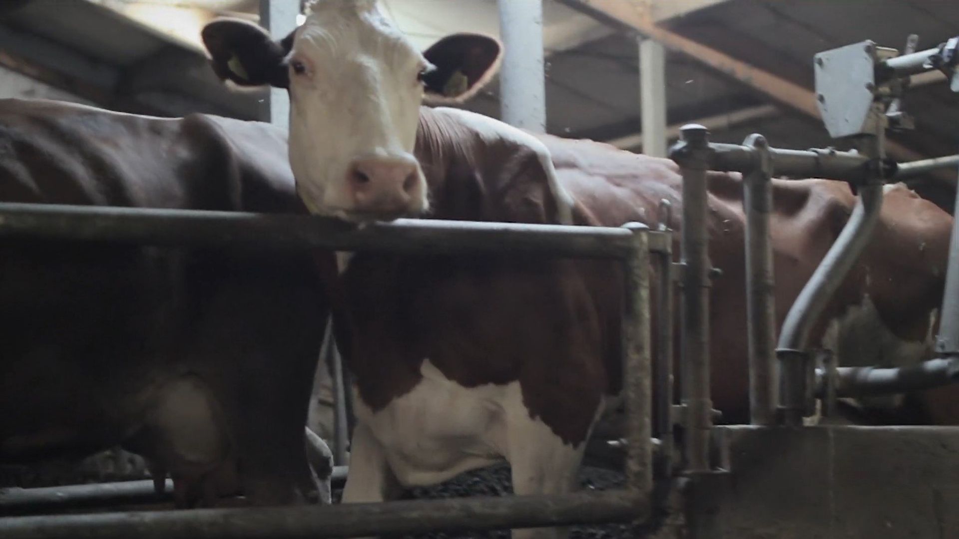 Die Sendung mit dem Elefanten background