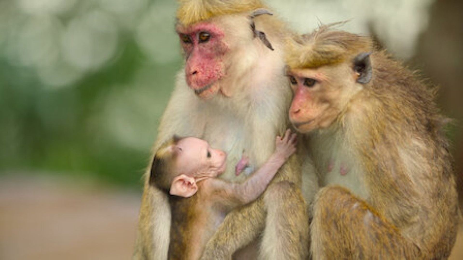 Wild Babies background