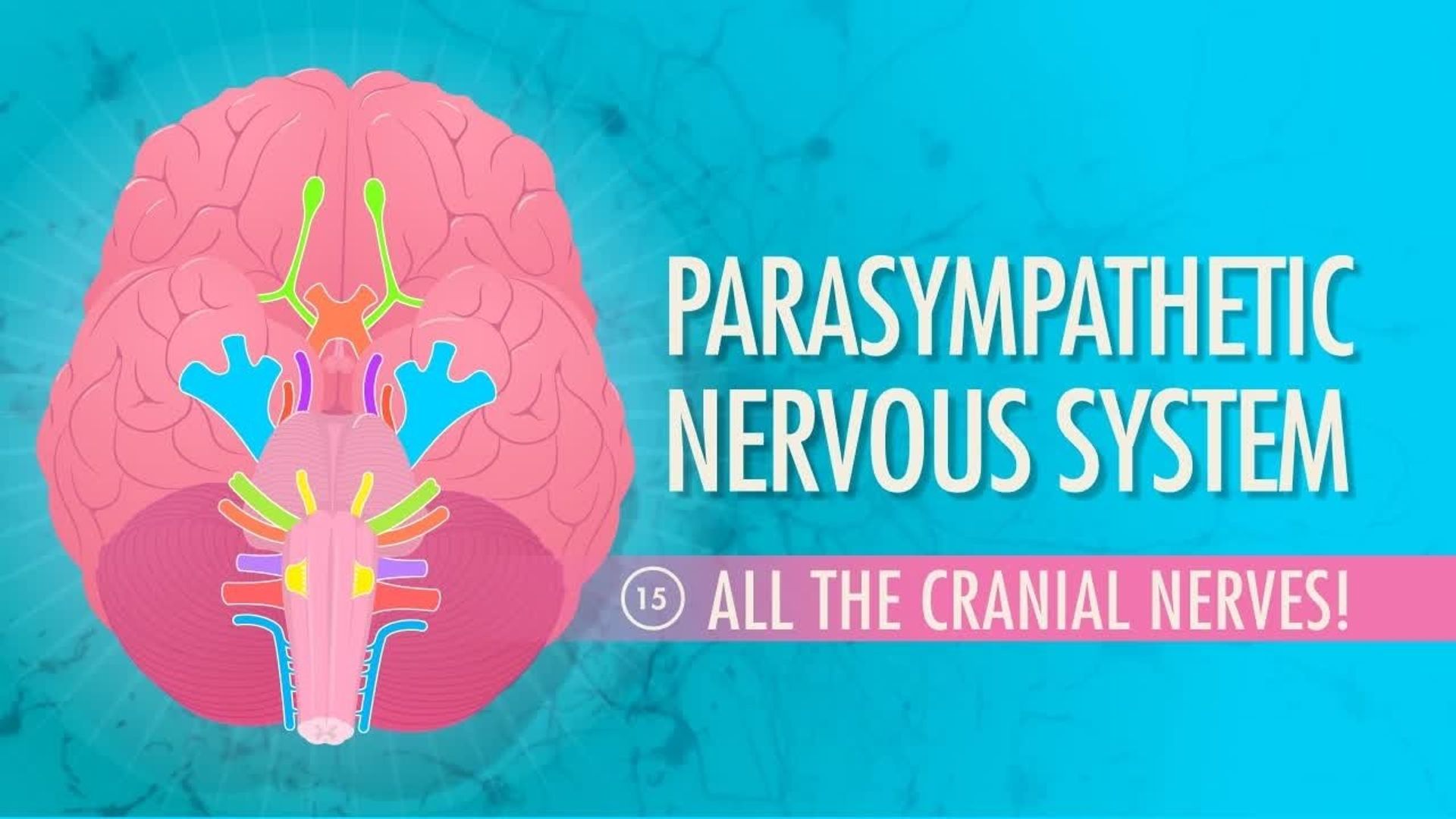 Crash Course: Anatomy & Physiology background