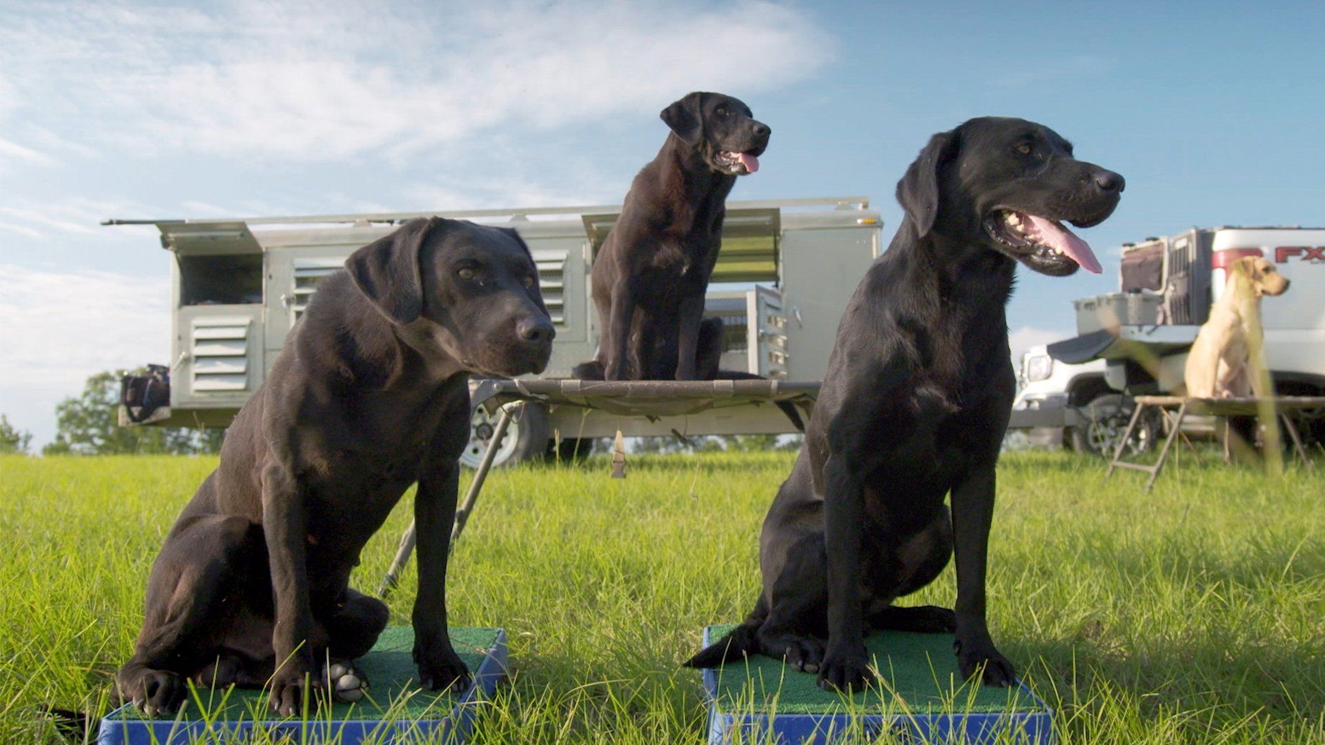Man, Woman, Dog background