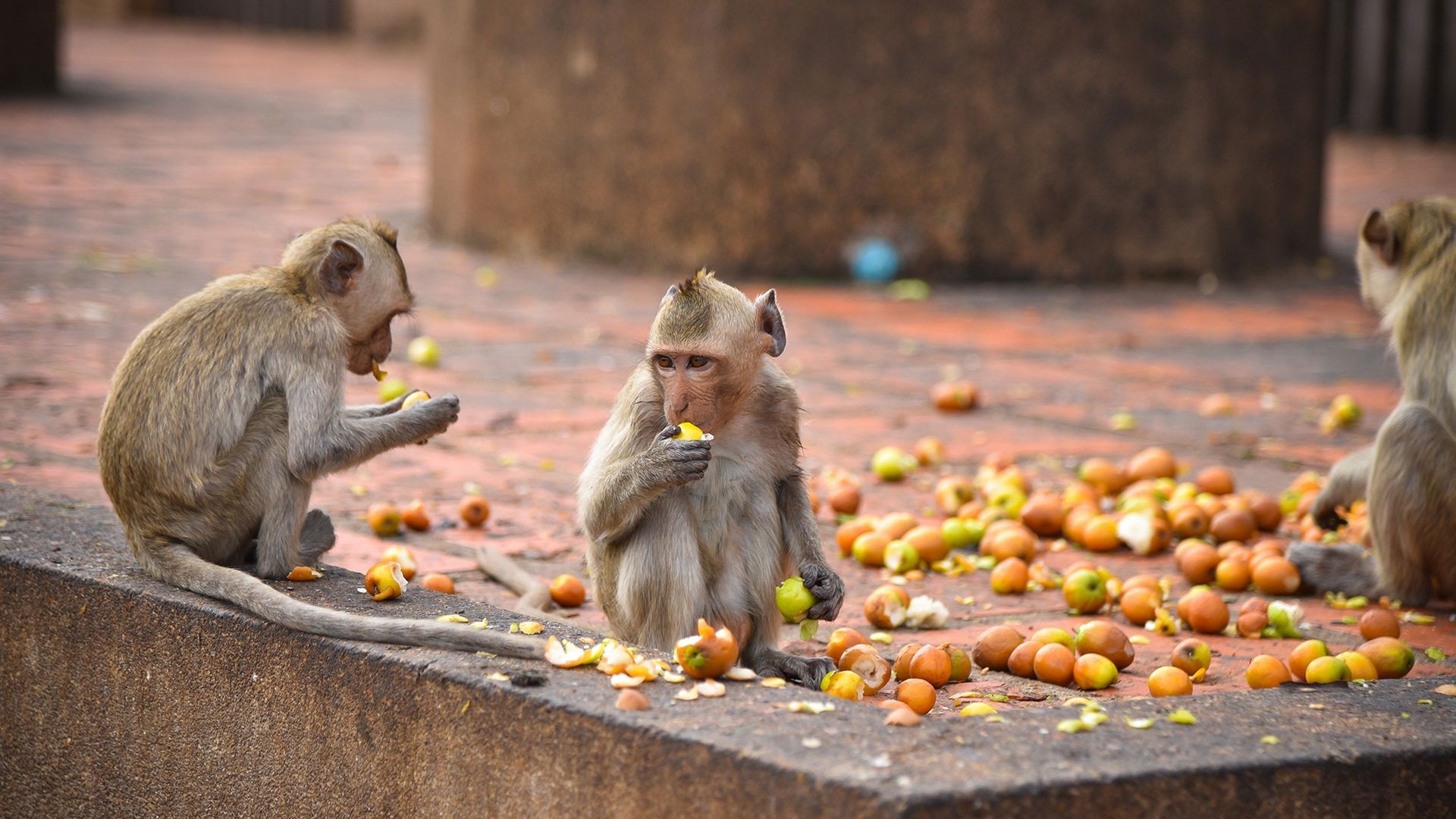 Thailand's Wild Side background