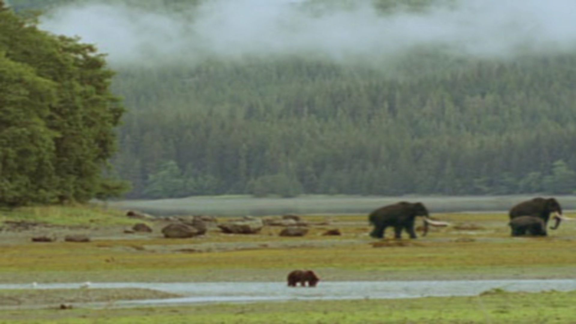 Wild New World background