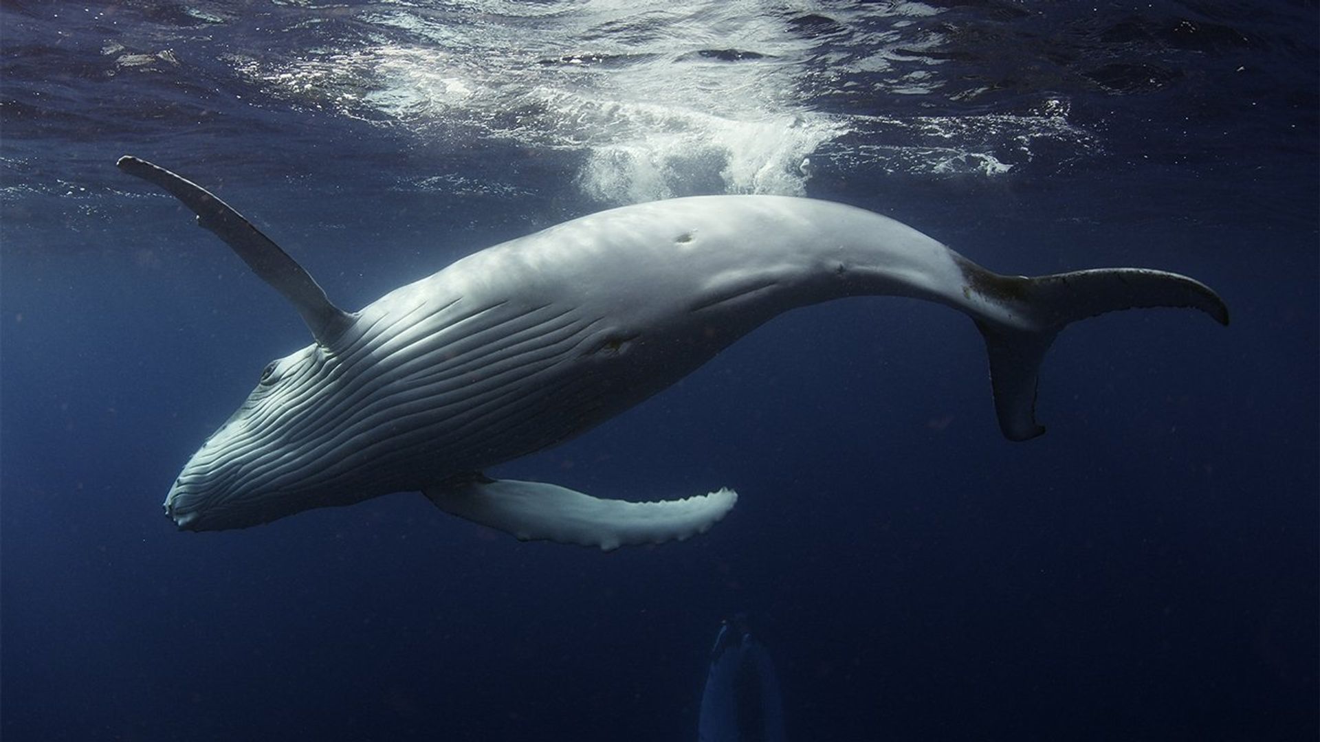 Australia's Ocean Odyssey background