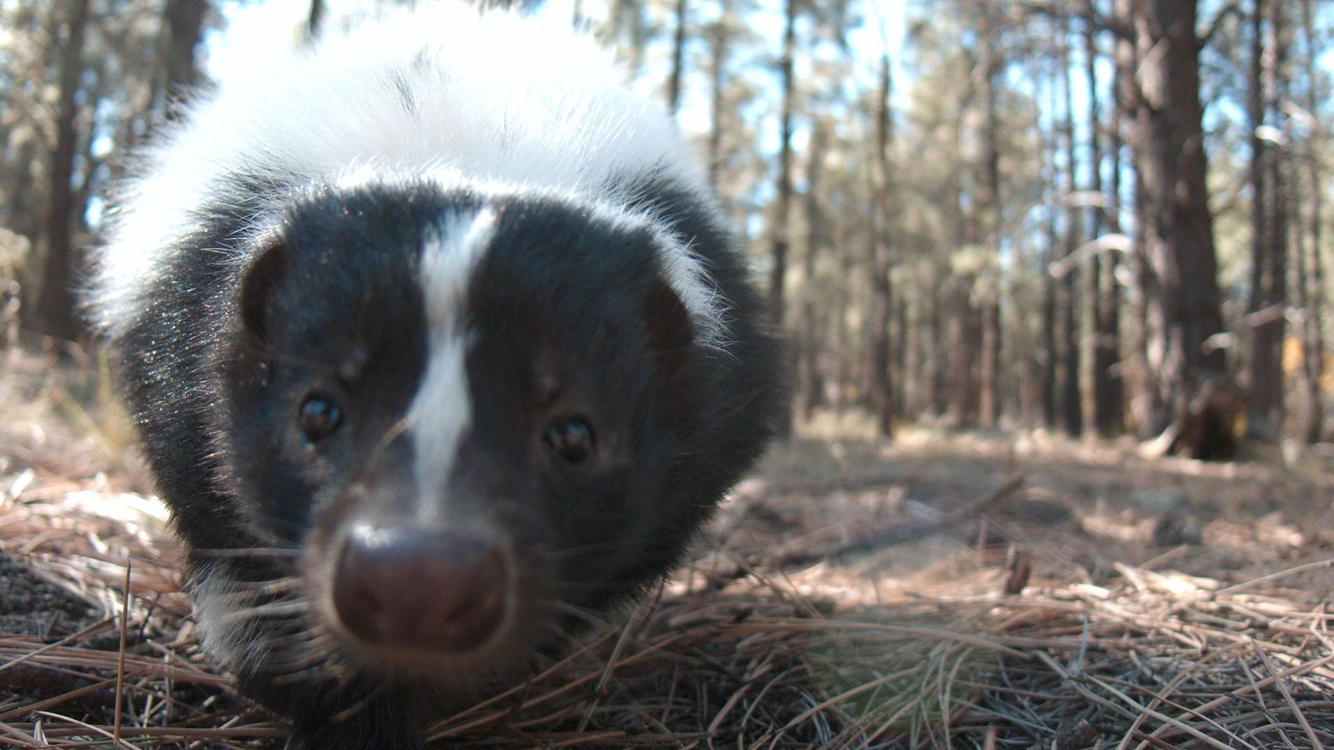 Super Senses: The Secret Power of Animals background