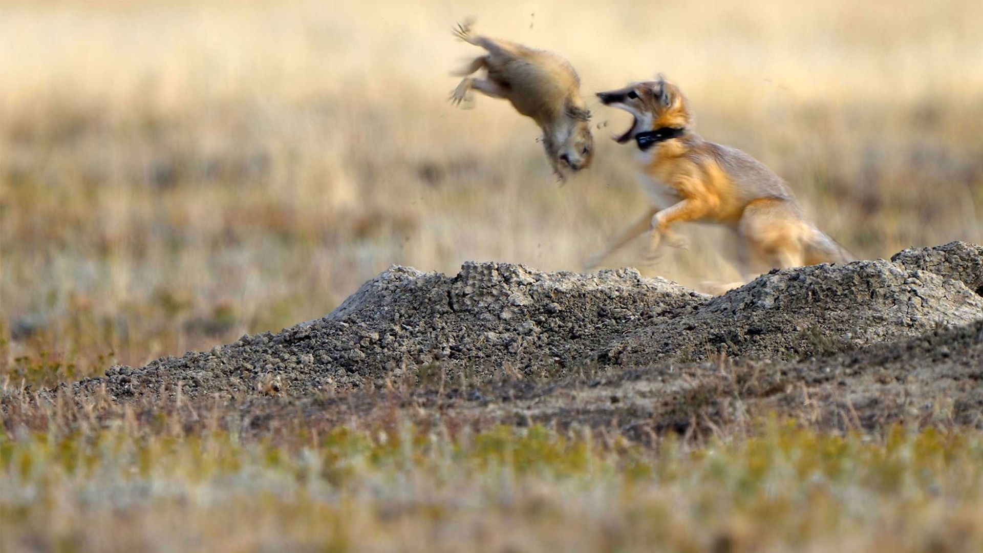 The Future of Nature background