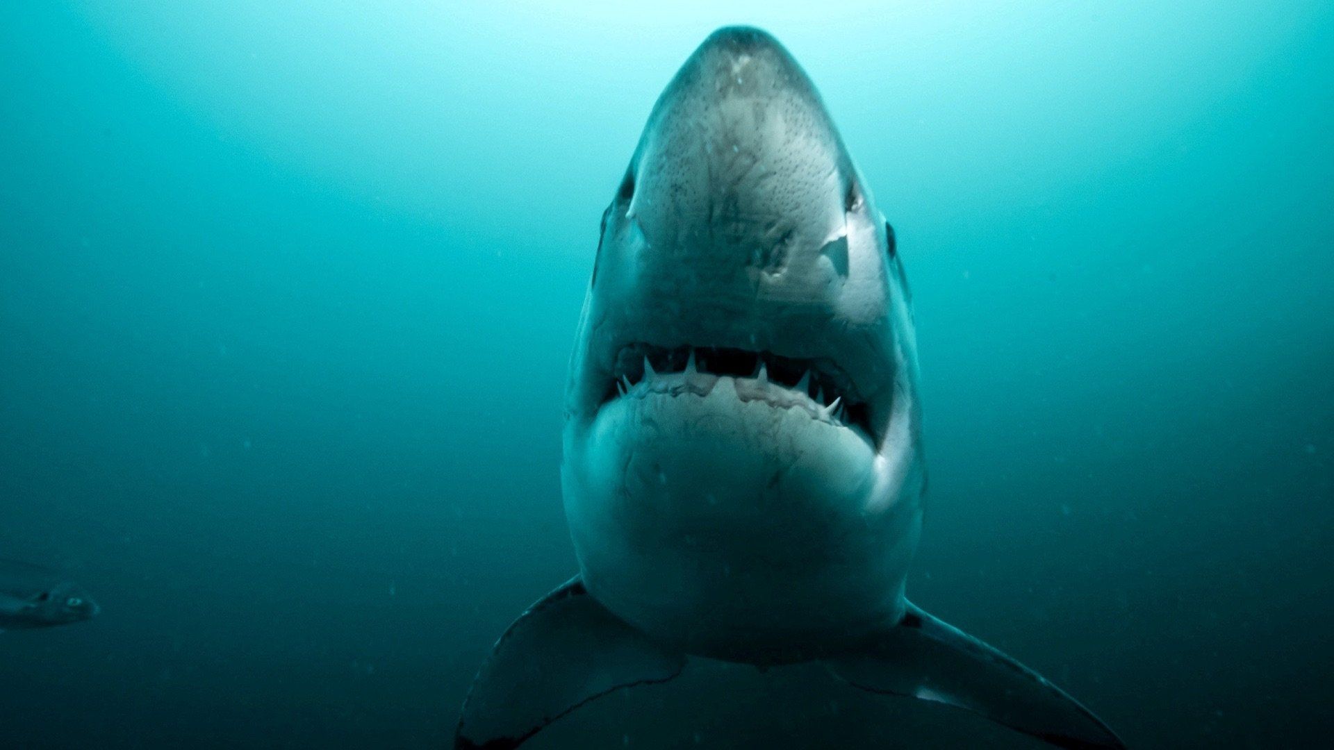 Super Shark Highway background