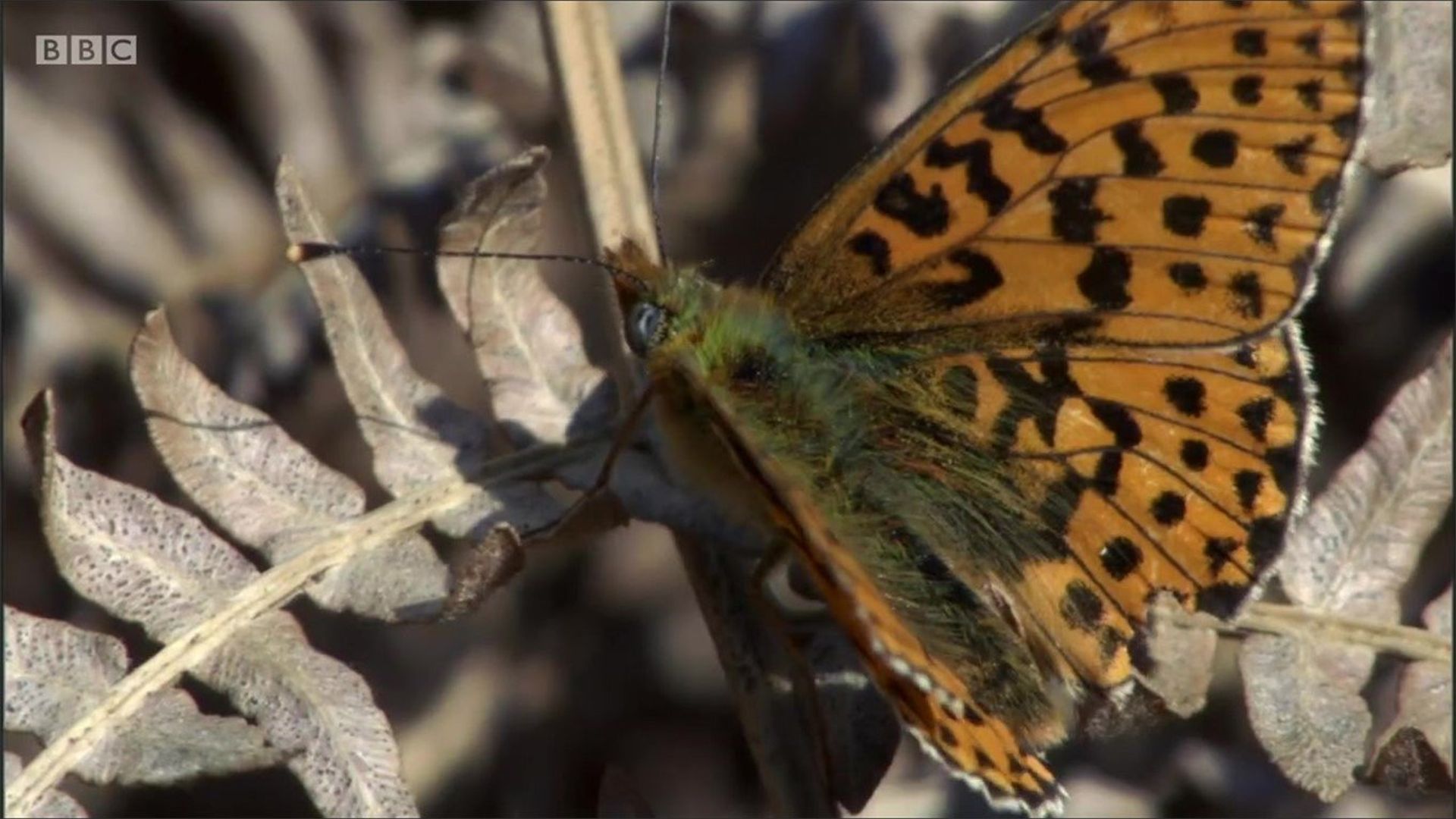 A Year in the Wild background
