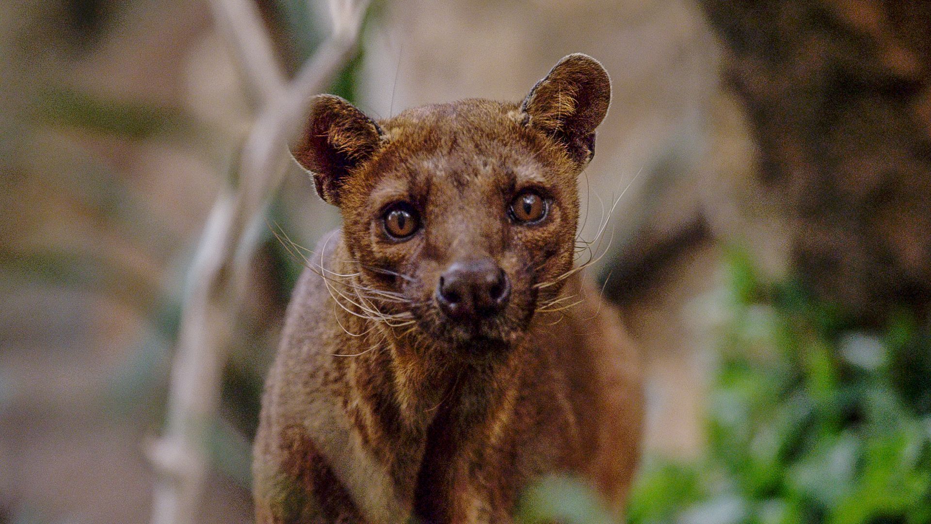 Madagascar Weirdest background