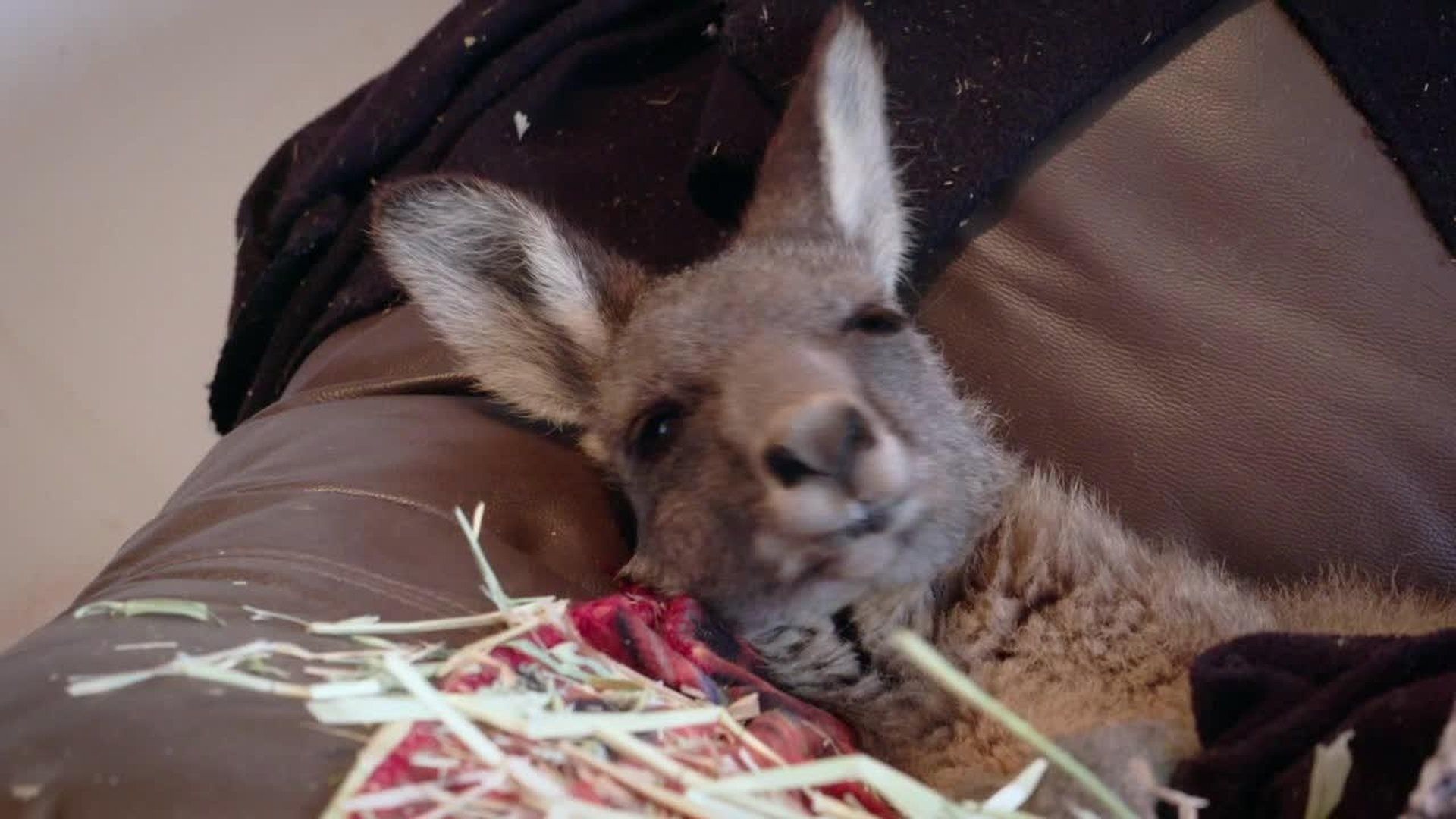Bondi Vet: Coast to Coast background