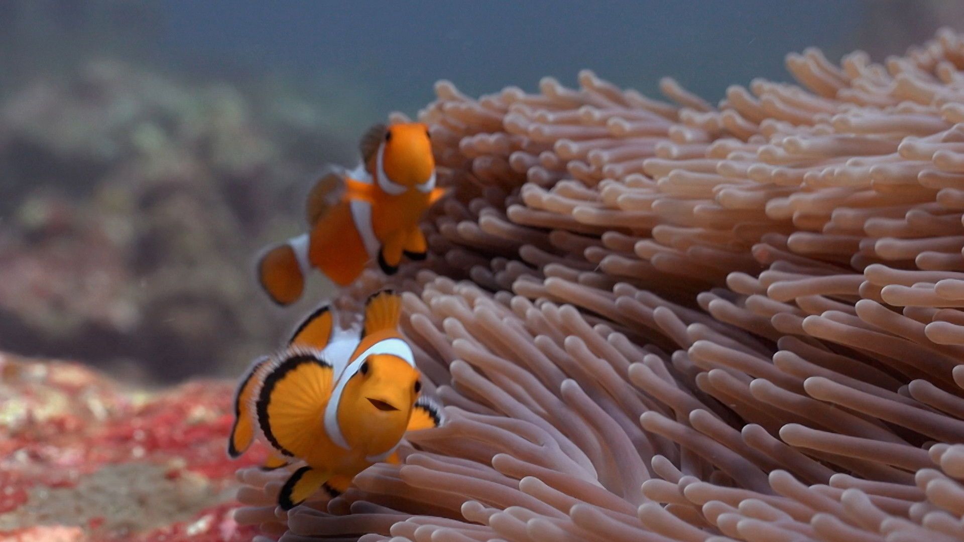 Reef School background