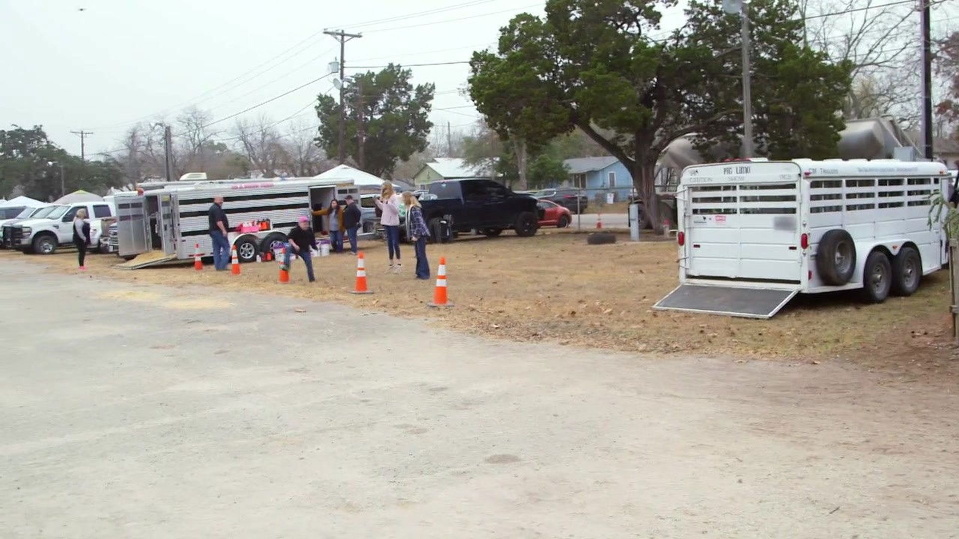 Pig Royalty background