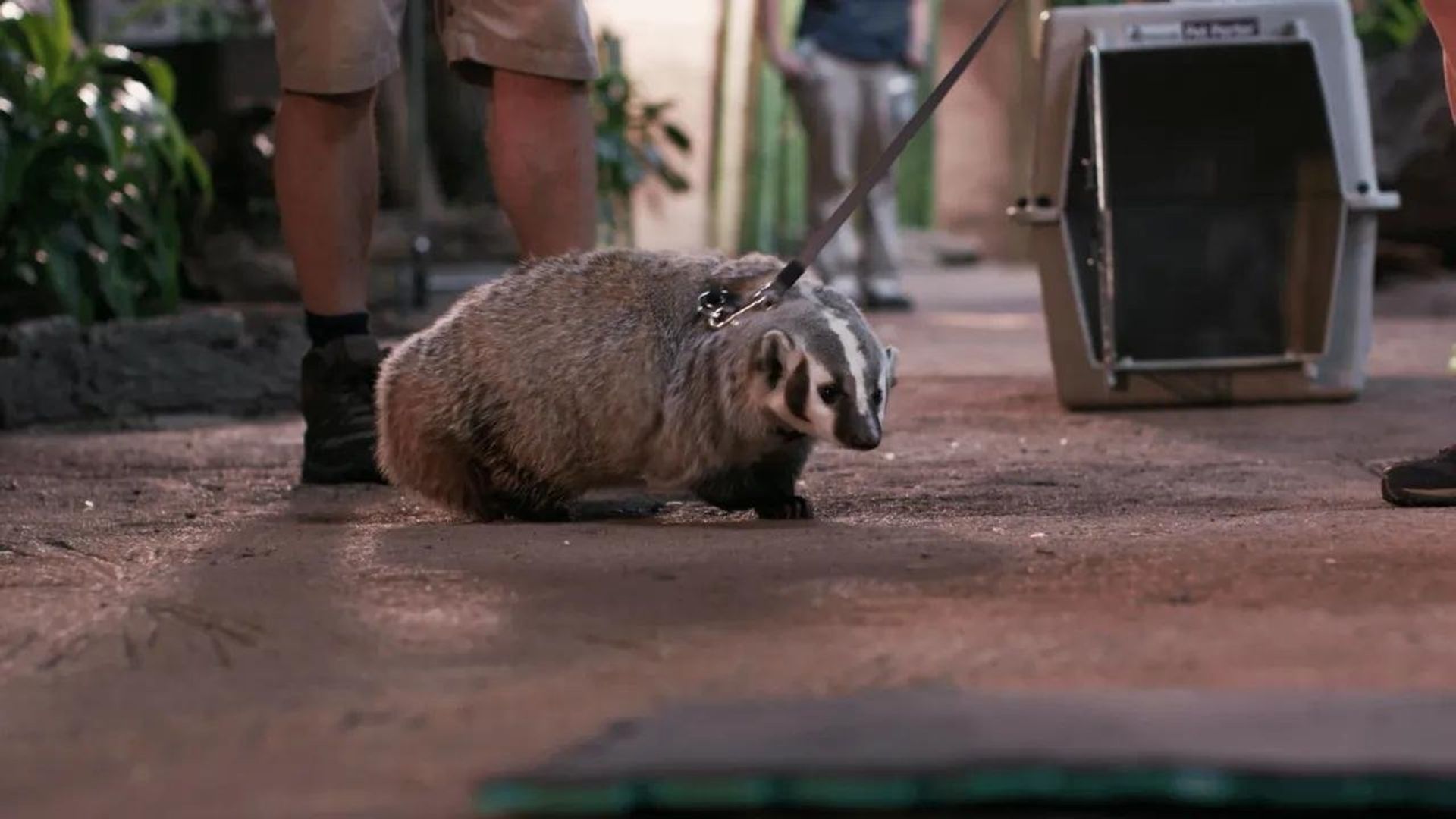 Sam's Zookeeper Challenge background