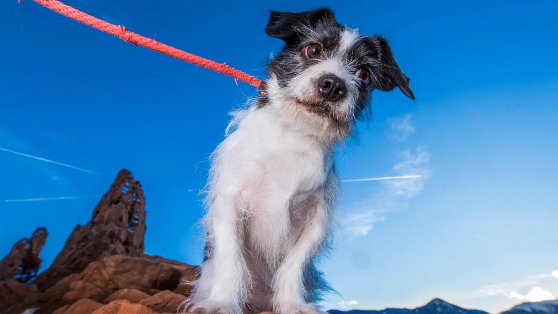 Pupparazzi background