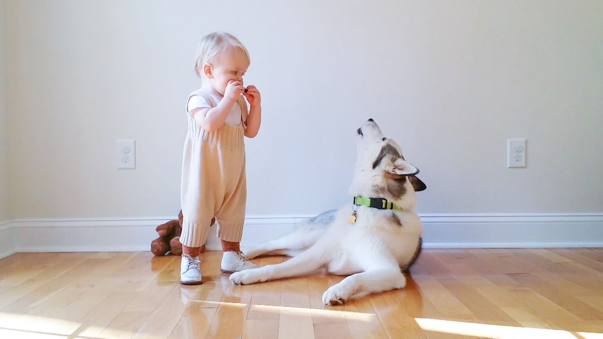 The World's Funniest Animals background