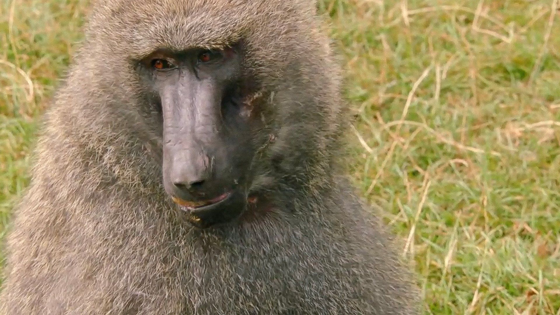 Secret Life of the Safari Park background