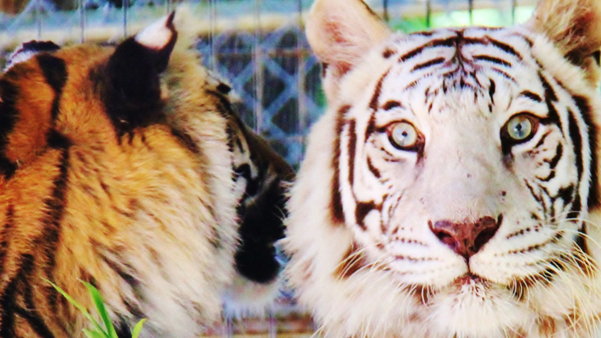 Animal ER background