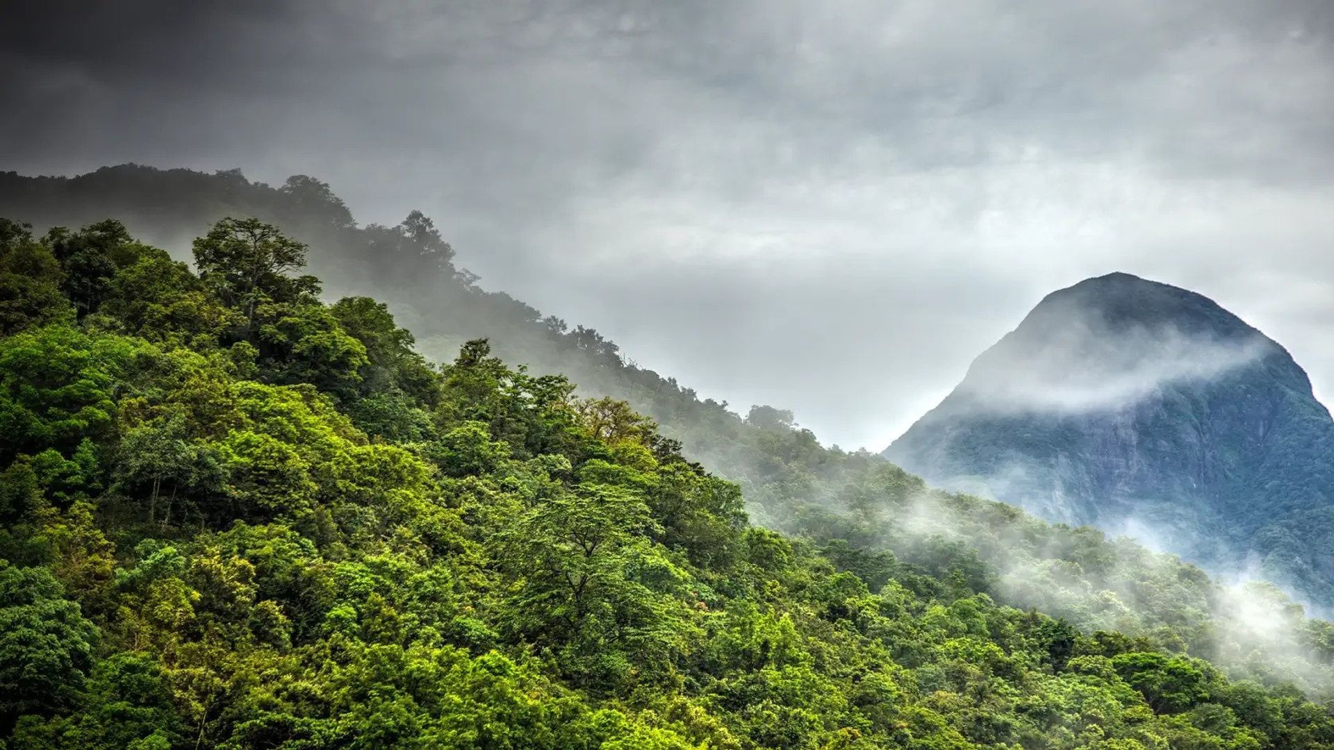 Wild Sri Lanka background